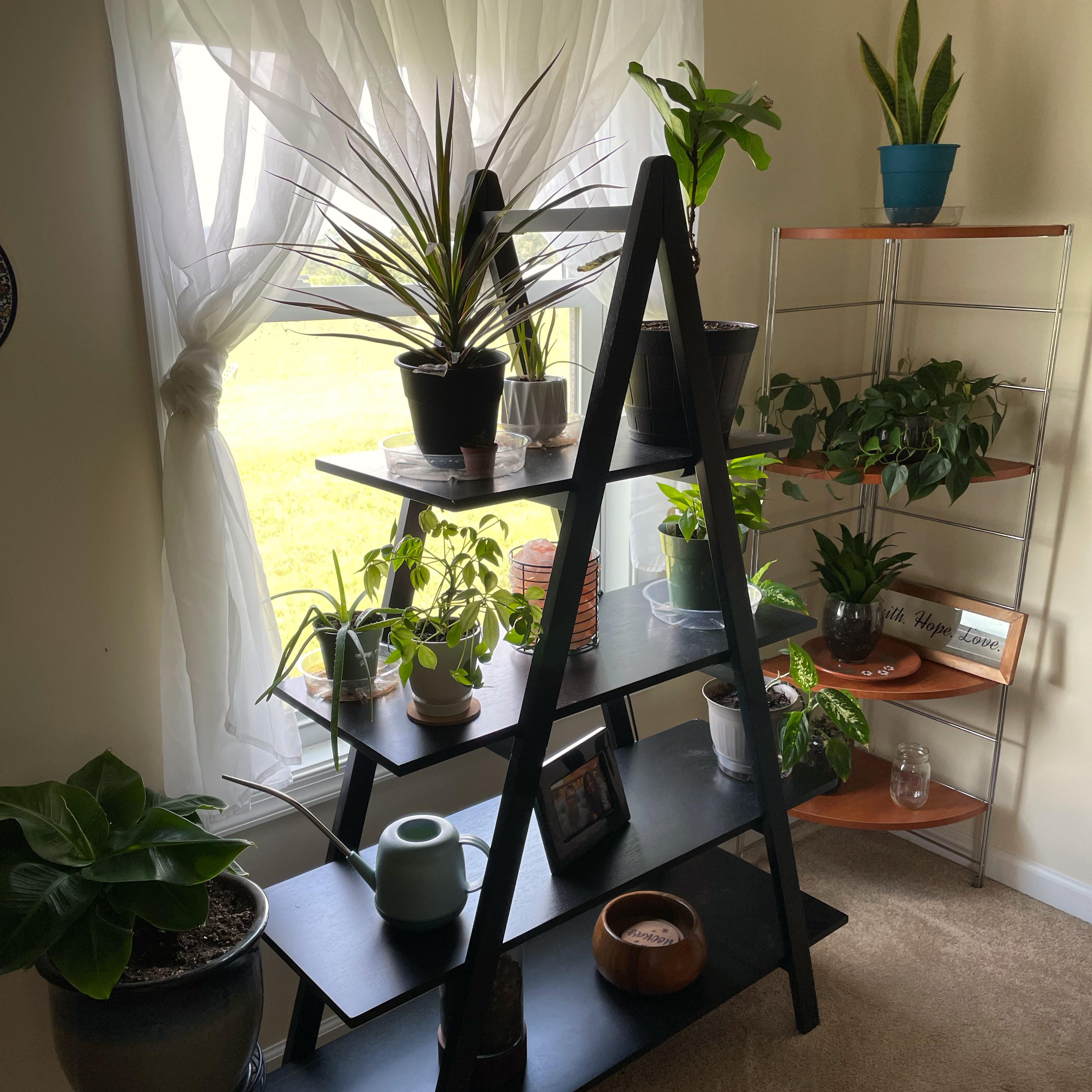 My plant nook, always growing ☺️ r/PlantNook