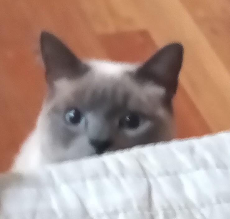 This being wants to get on my bed, should I let him? r/catpics