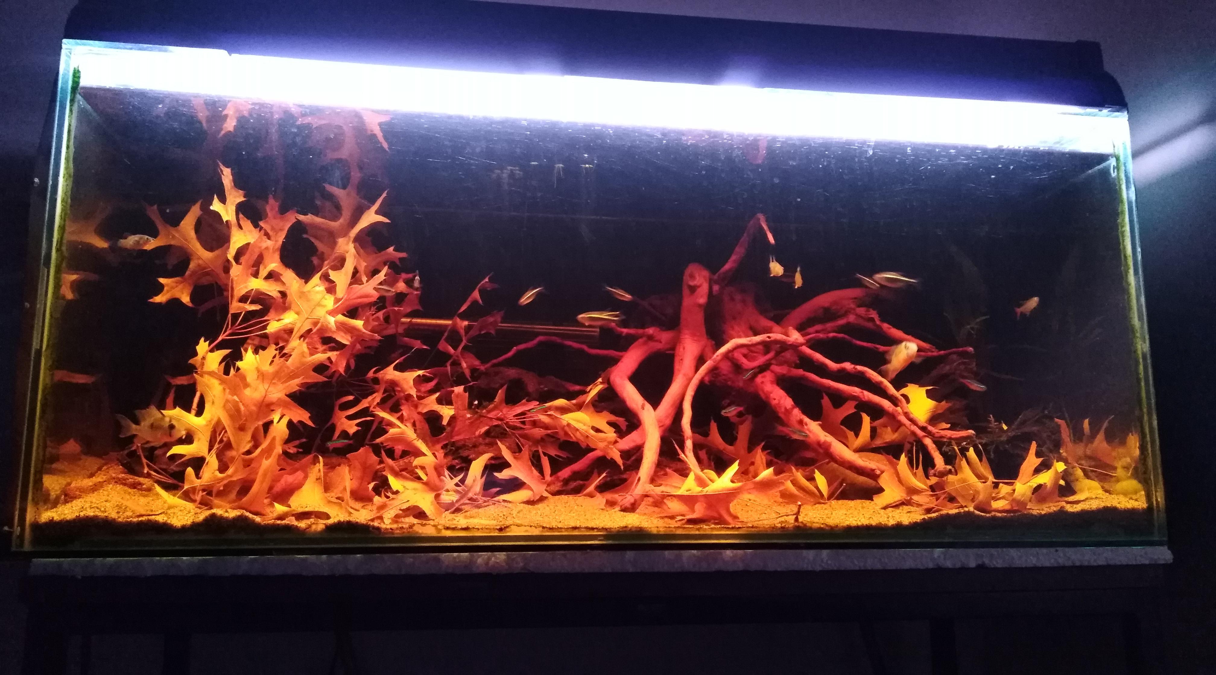 1st attempt at blackwater tank, go easy on me... r/Aquariums