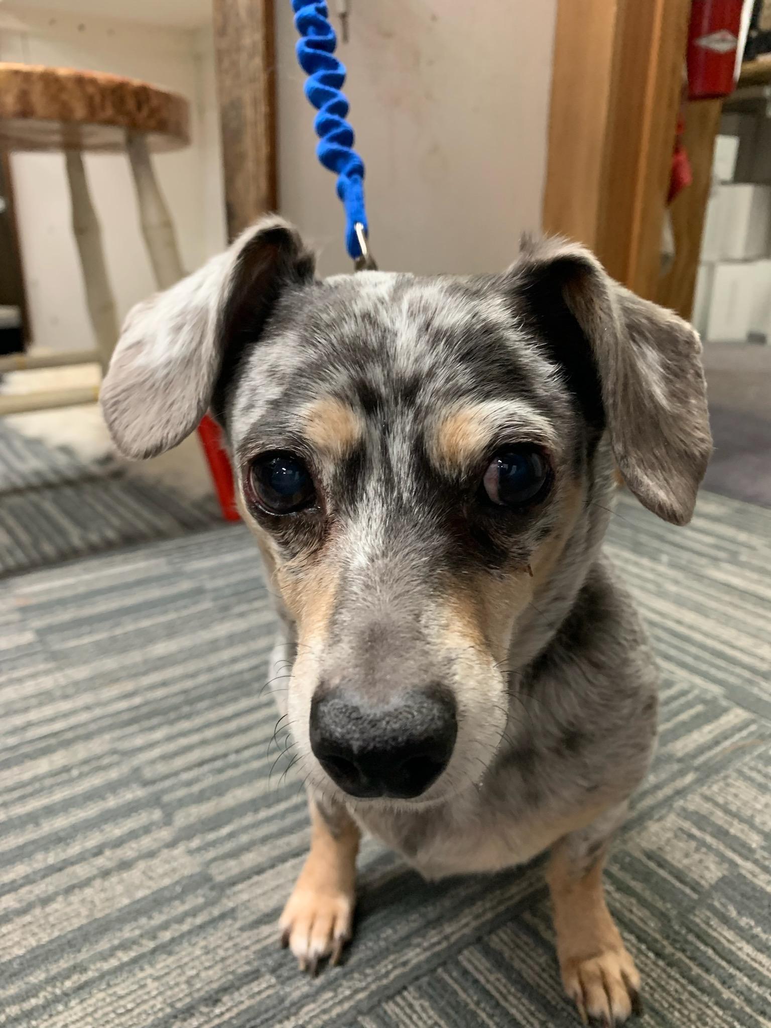 Dog found near Rutland County r/vermont