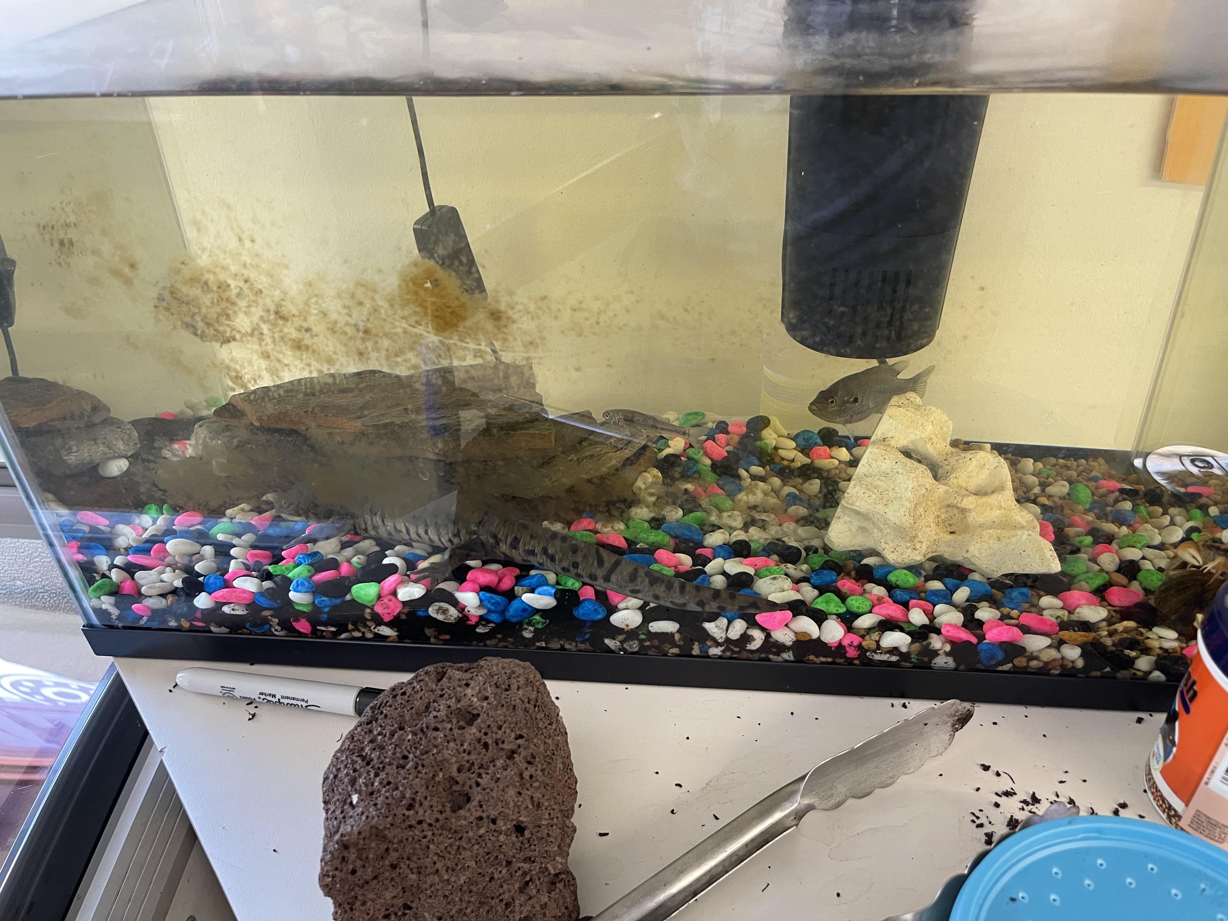 Found this at a fishing store near a lake in Ohio r/shittyaquariums