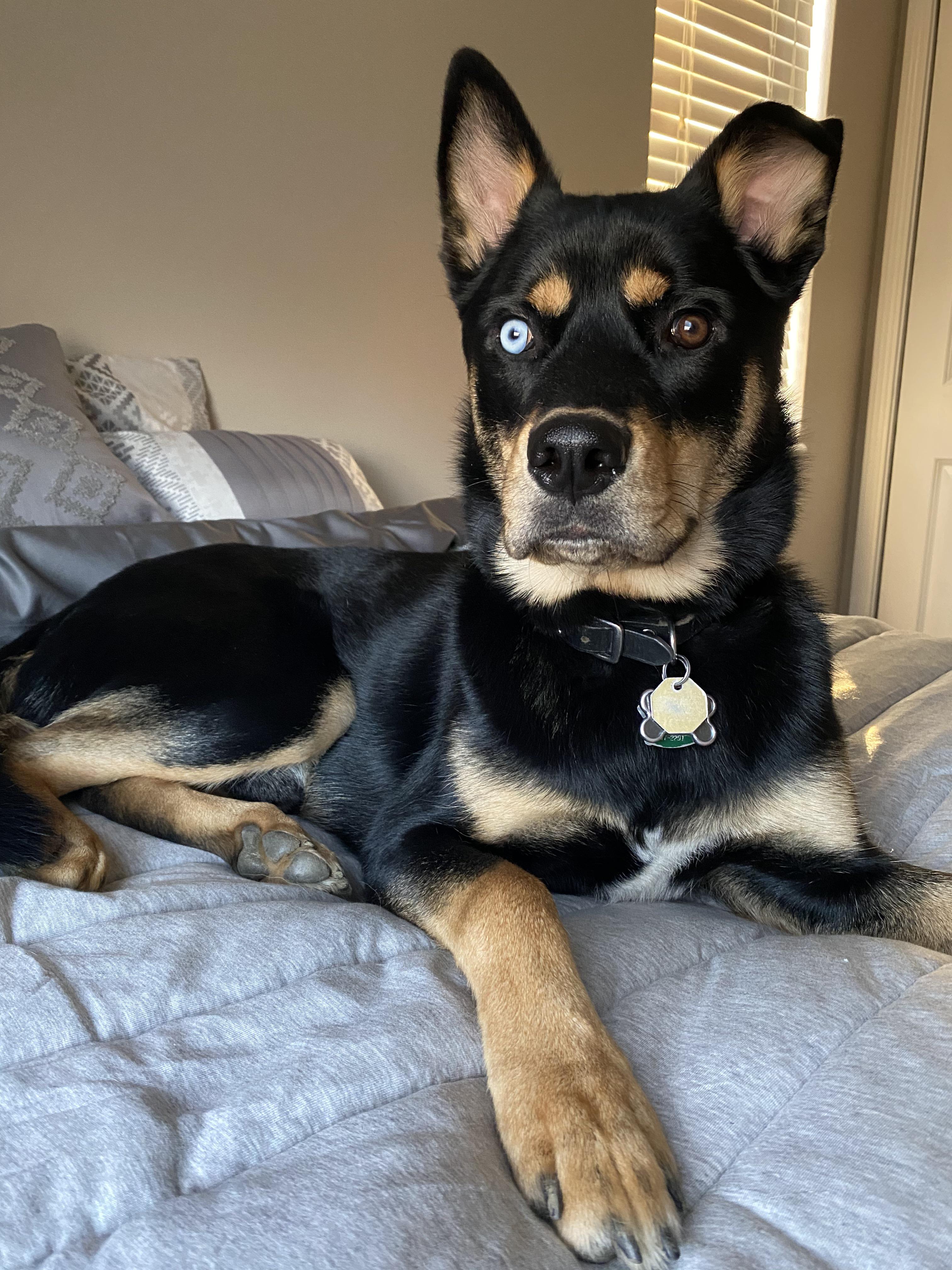 Rottweiler Husky Puppies