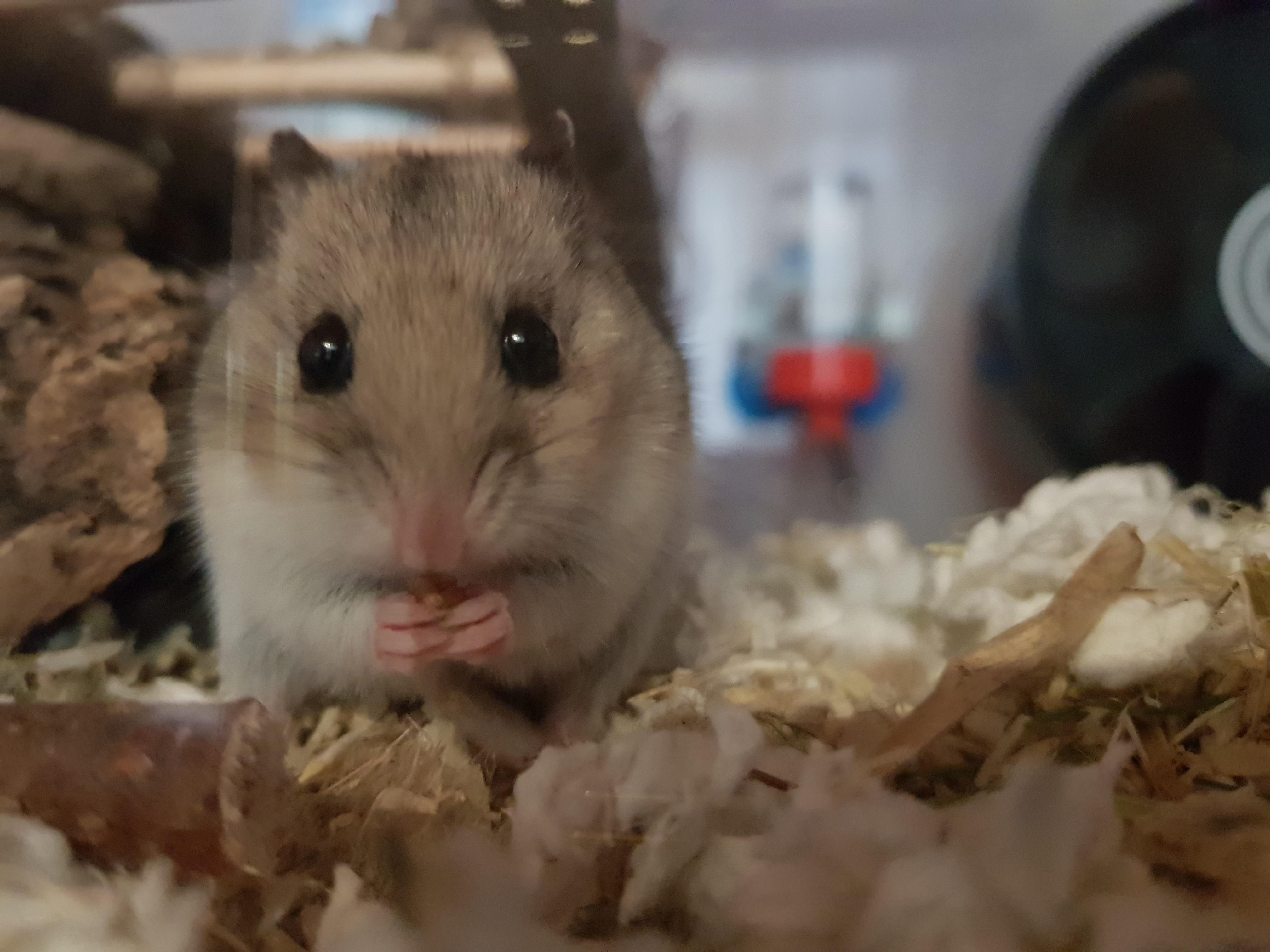 Moosh loves mealworms r/hamsters