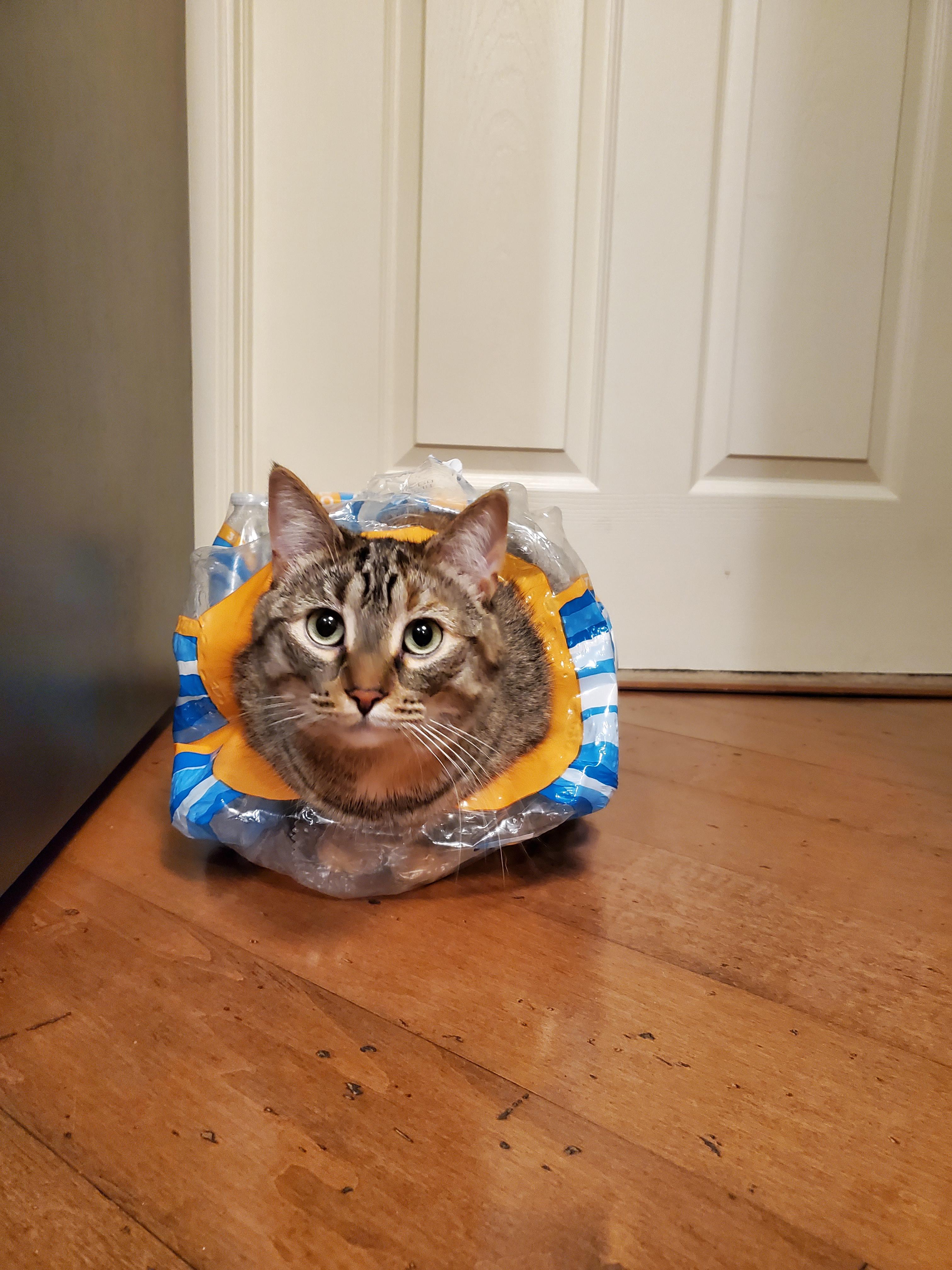 Cat loves anything plastic r/cats