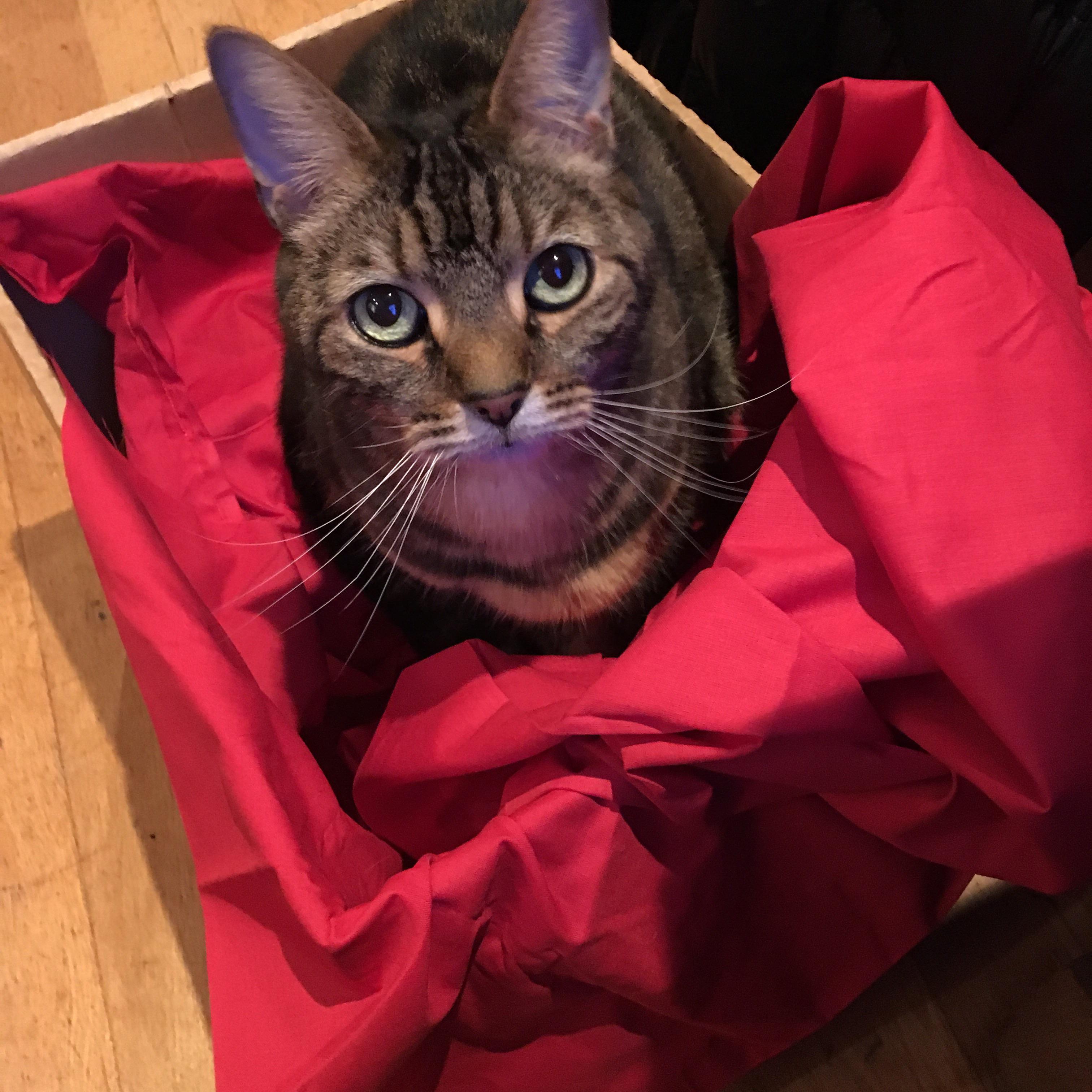 Sad cat in box r/sadcats