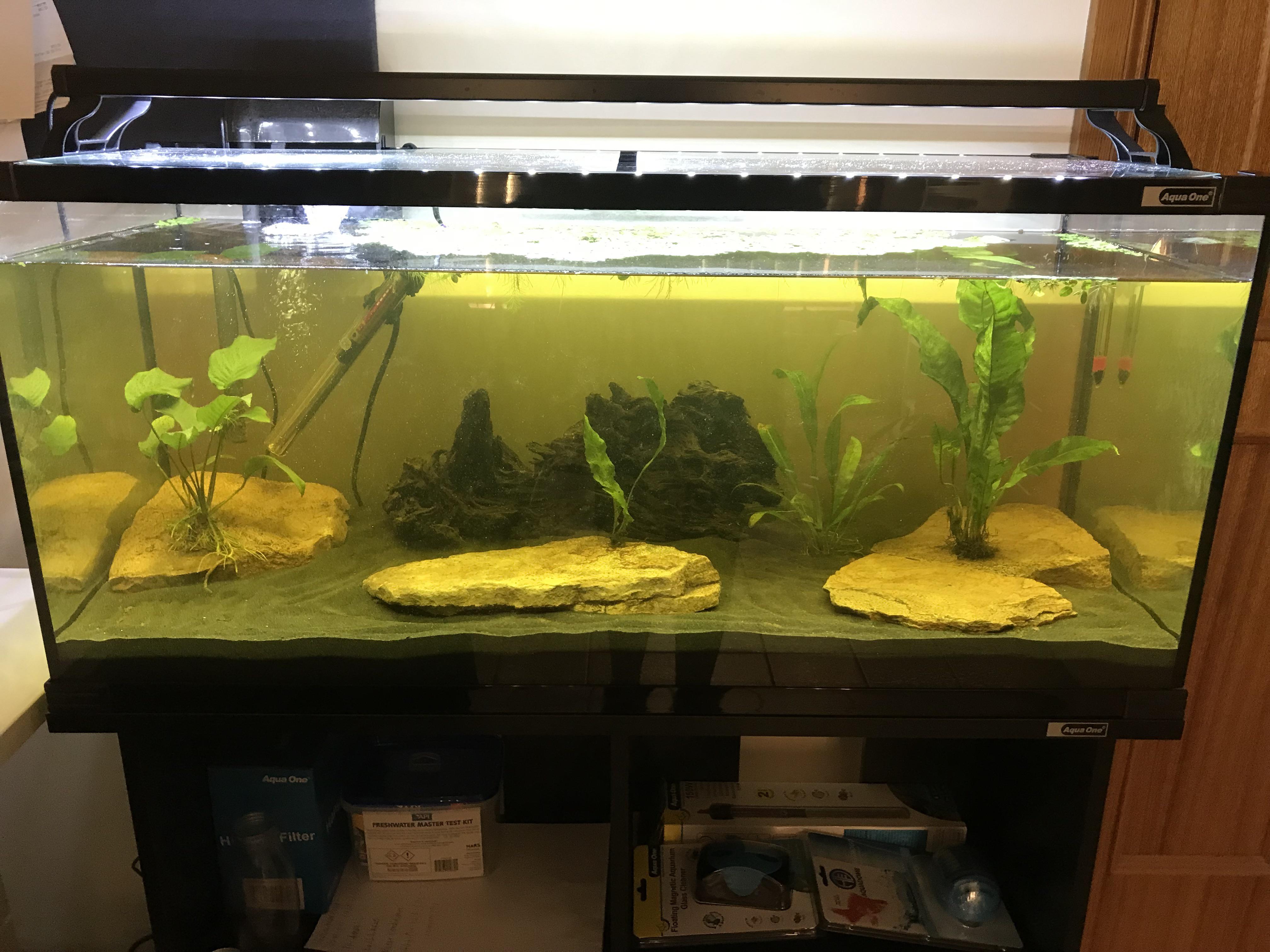 My 35 gallon aquarium!, would this tank be suitable for 1 red blood