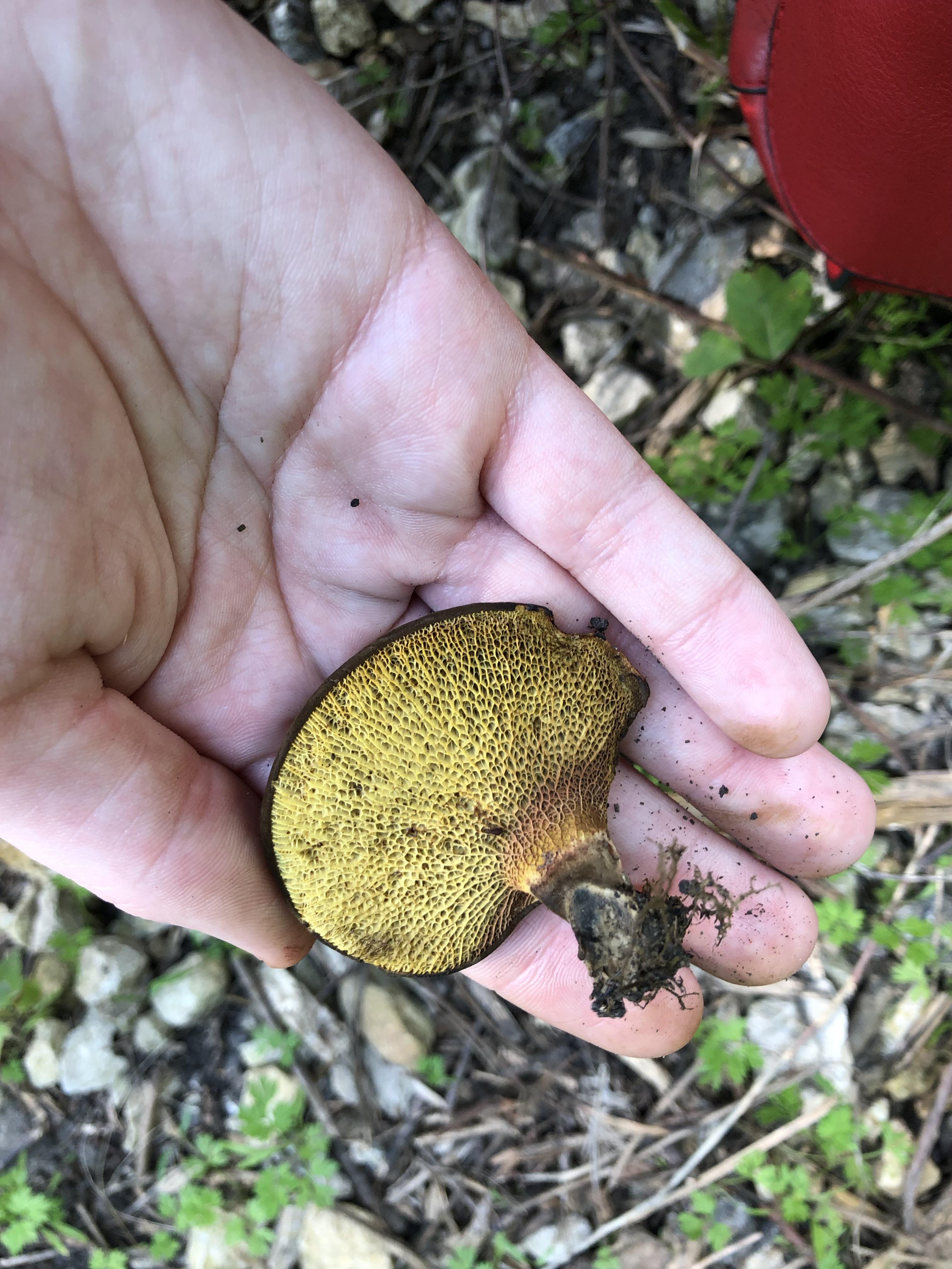 Ashtree boletes! I found ashtree boletes! My first good mushroom! I’m