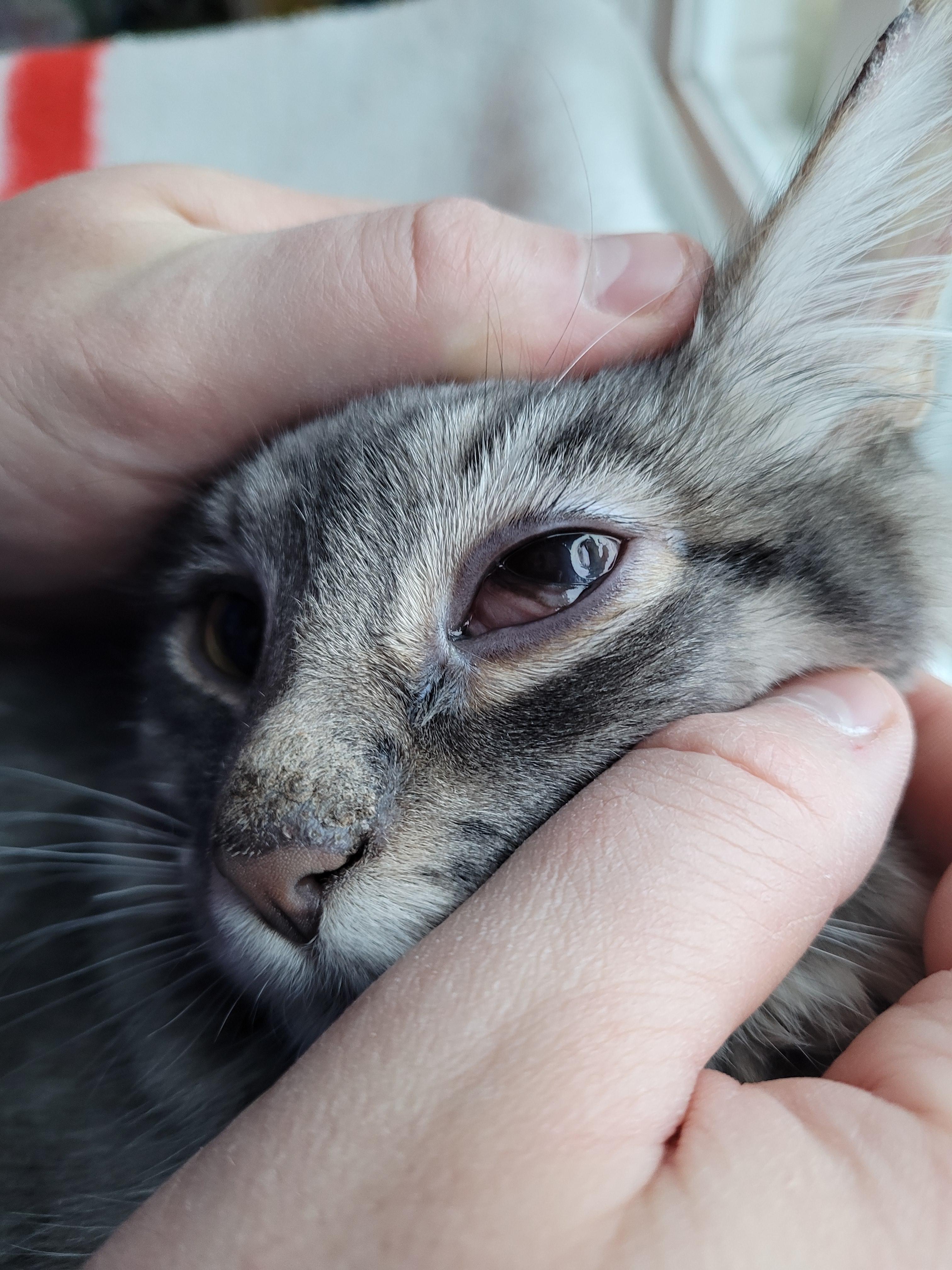 Anyone ever seen an eye injury like this circular one in the far corner