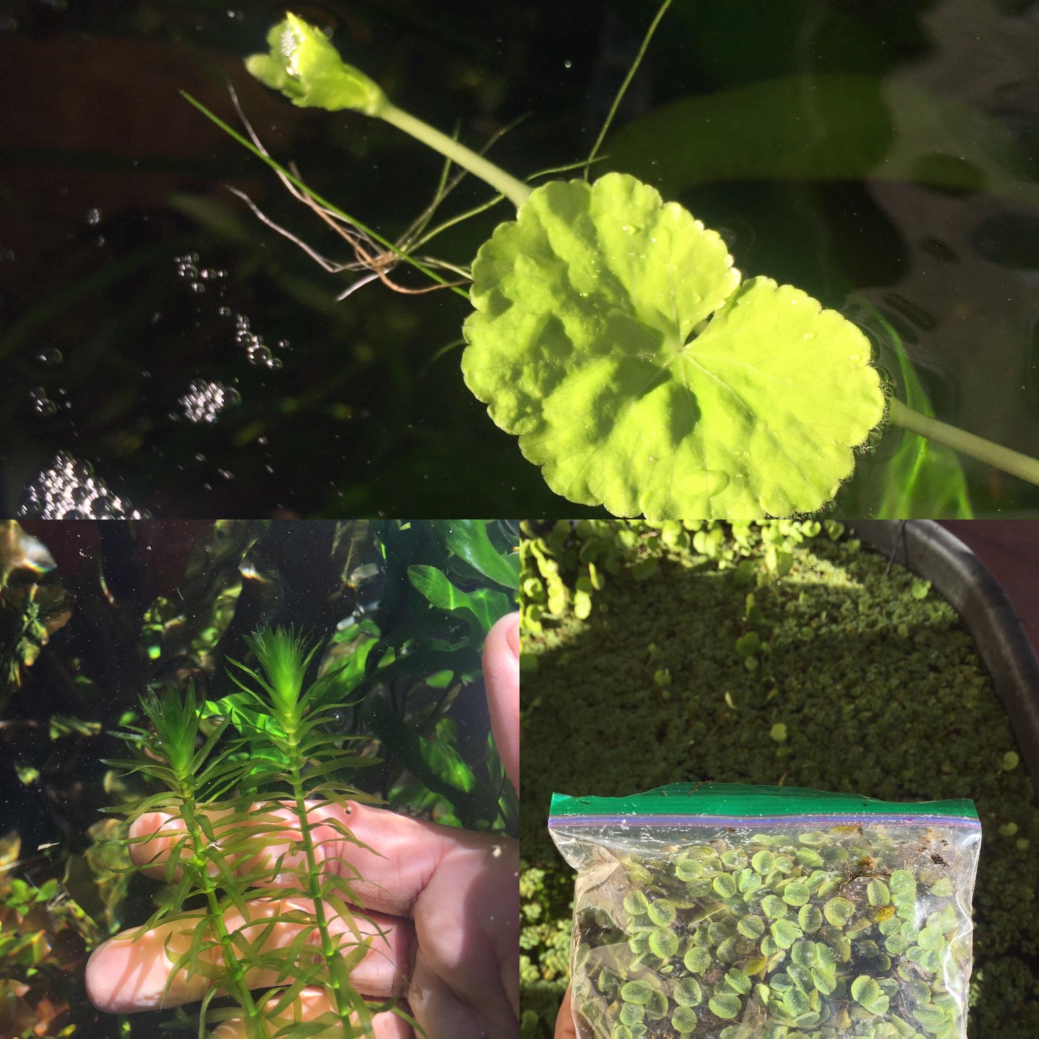 [FS] San Diego 25 Shipped Easiest/Fastest Growing Plants in the