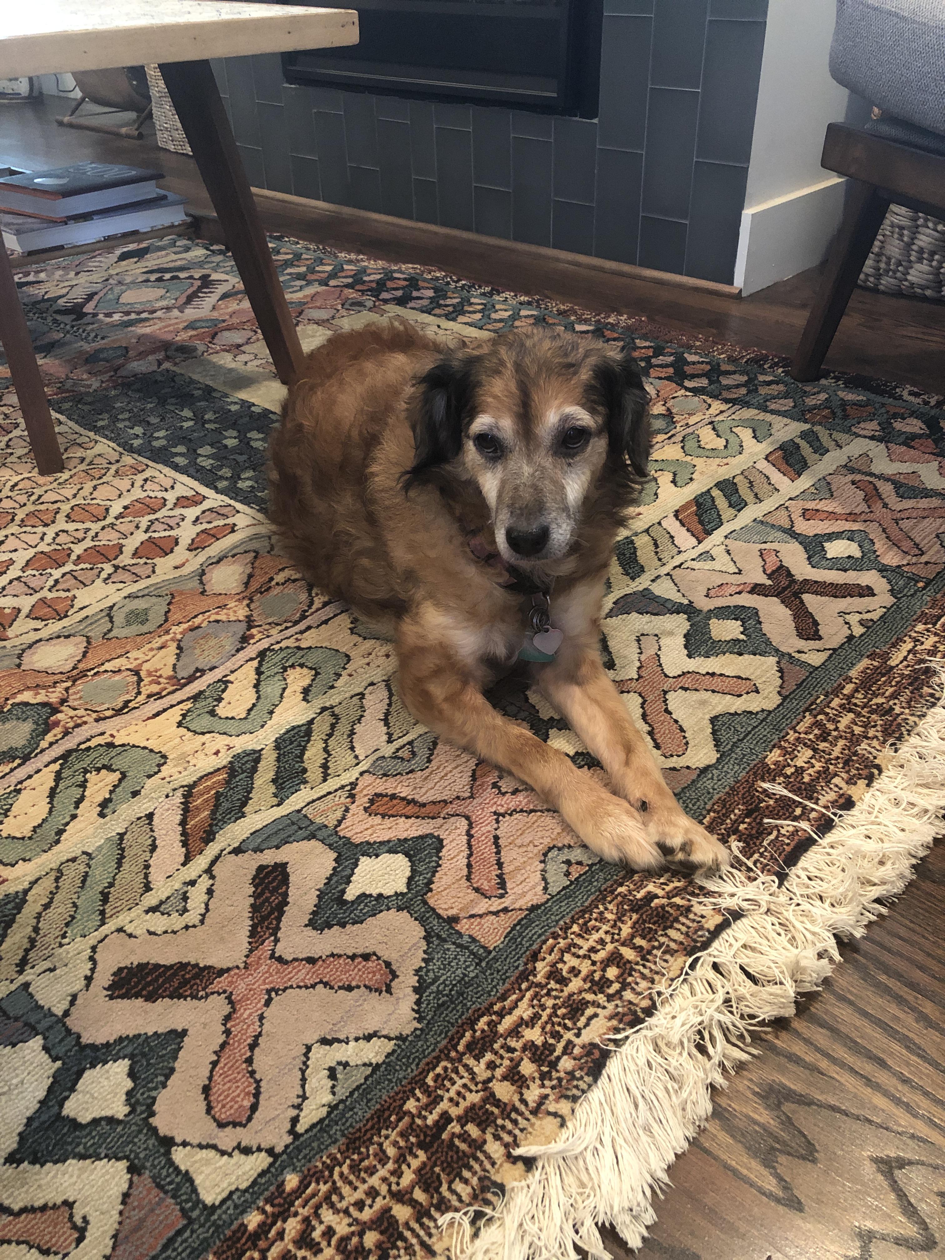 Snagged that rug 130 for a 9x12 Gabbeh from Goodwill. It’s