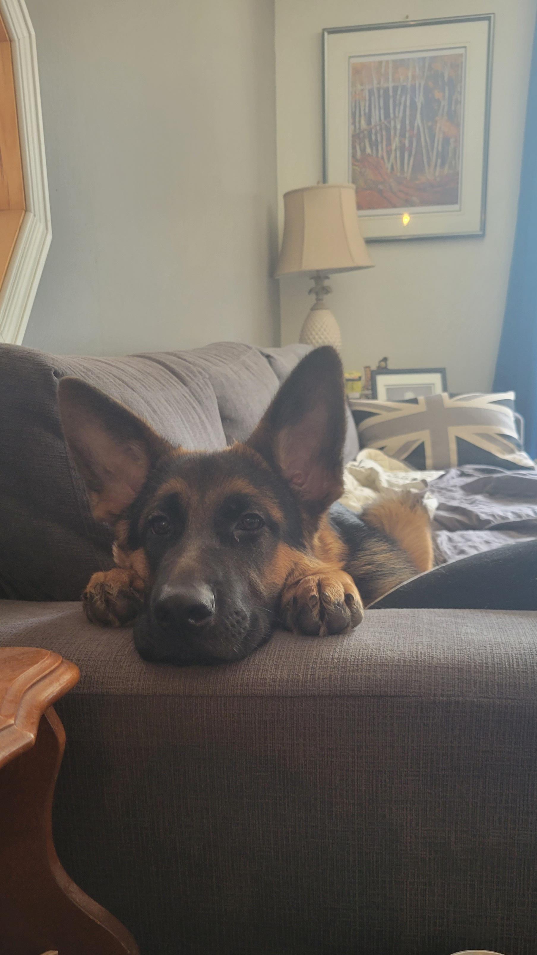 Clementine. She is dog. r/h3h3productions