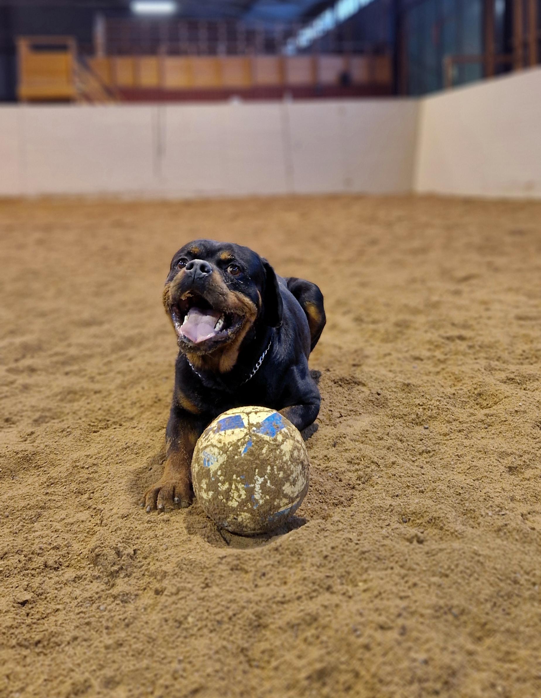 Cheese! r/Rottweiler