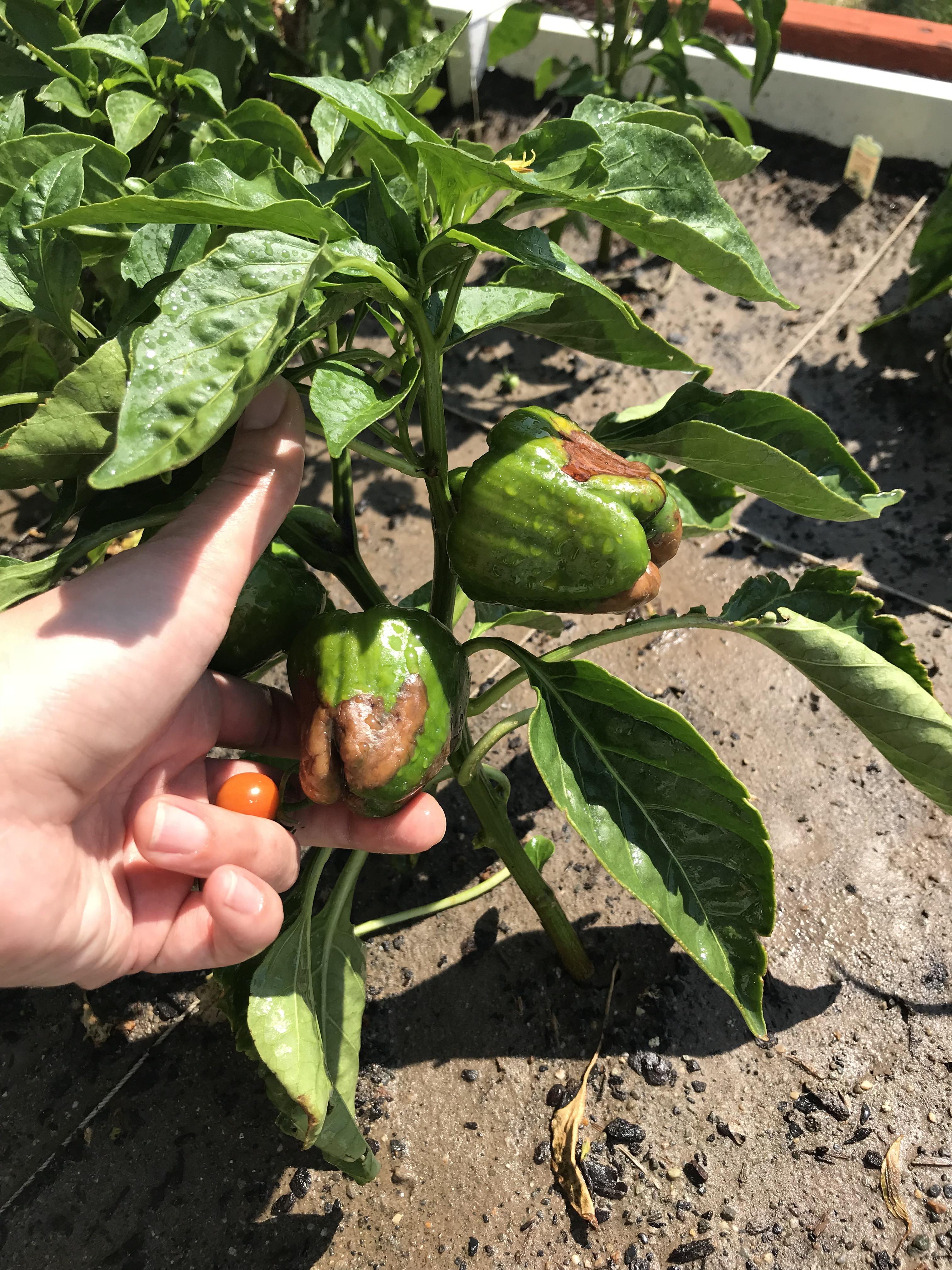 I am hoping for some help still new at gardening! My bell peppers