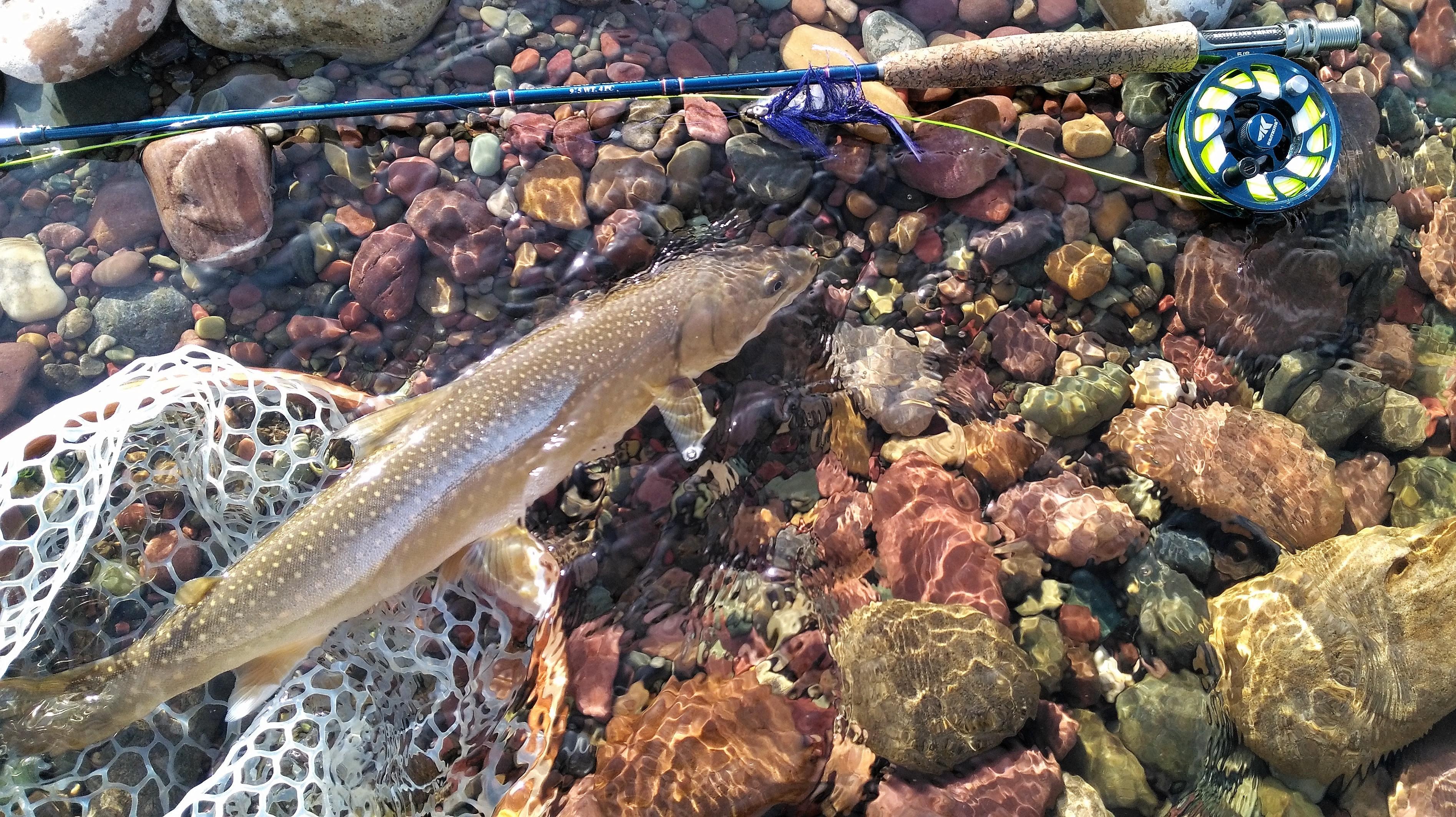 Flathead River Bull Trout ( Kalispell MT ) r/flyfishing