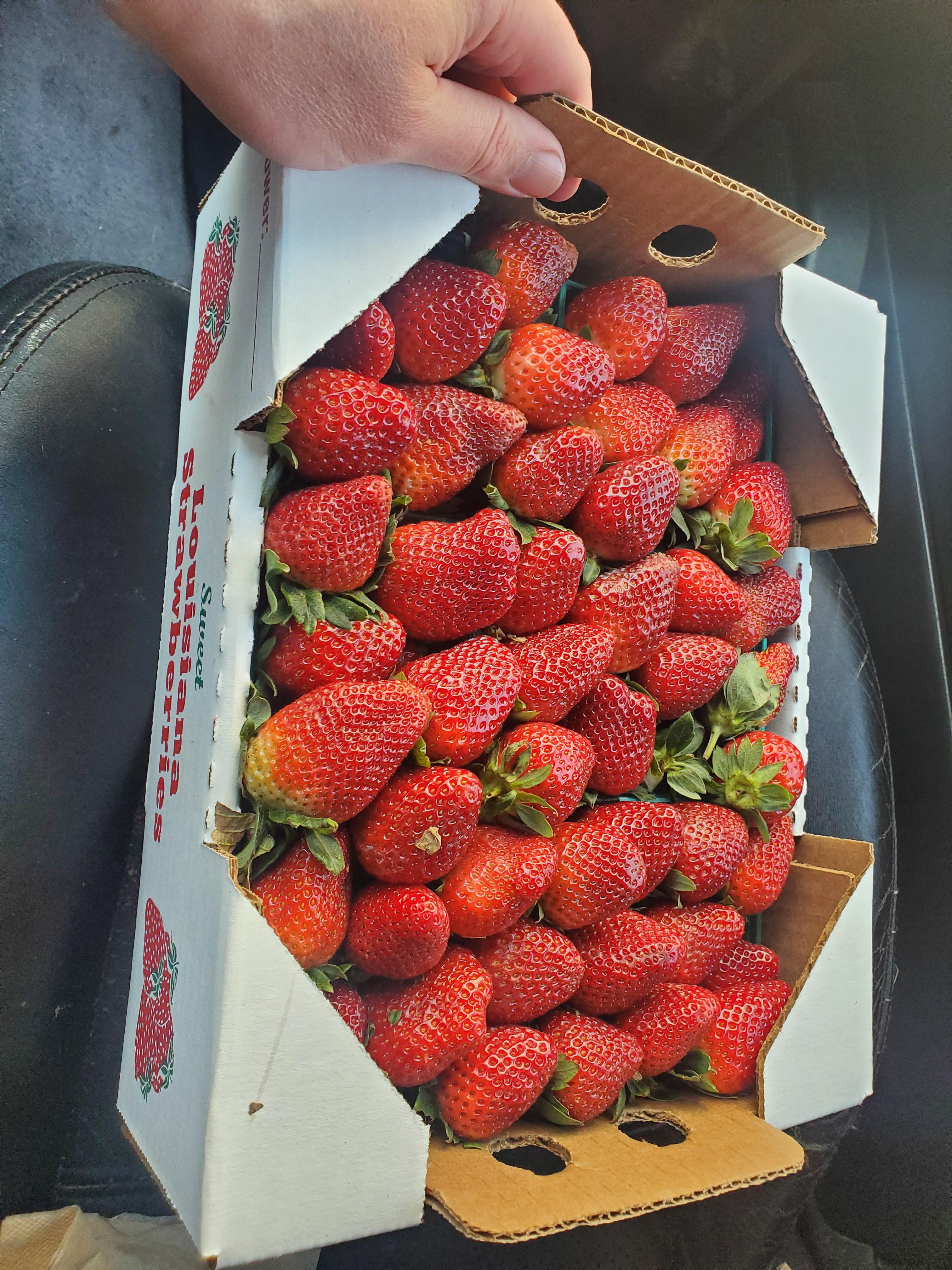 Ponchatoula strawberries, picked this morning! 20/box from the truck
