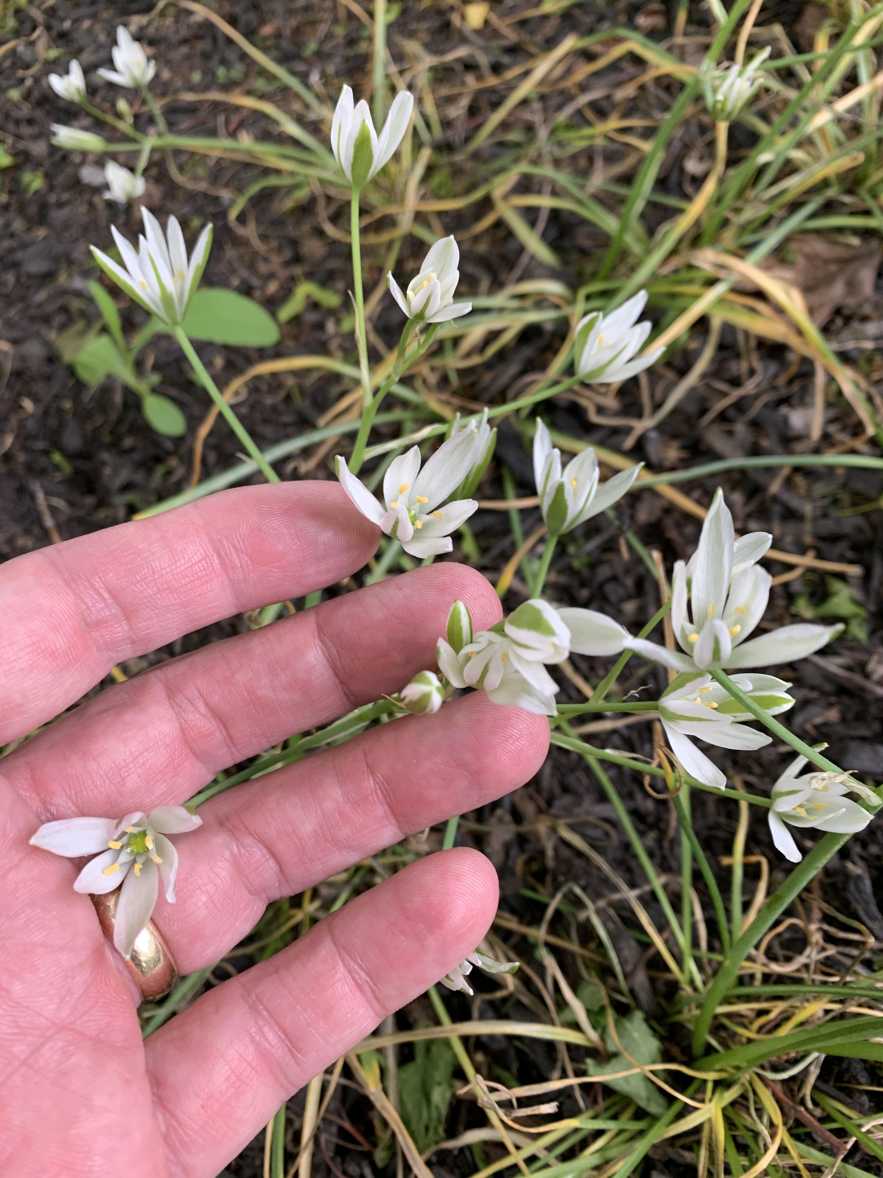 Southeastern PA flower in the lawn r/PlantIdentification
