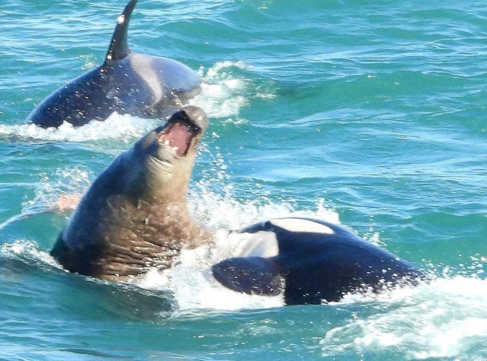 Two Orcas attacking a male Elephant seal r/natureismetal