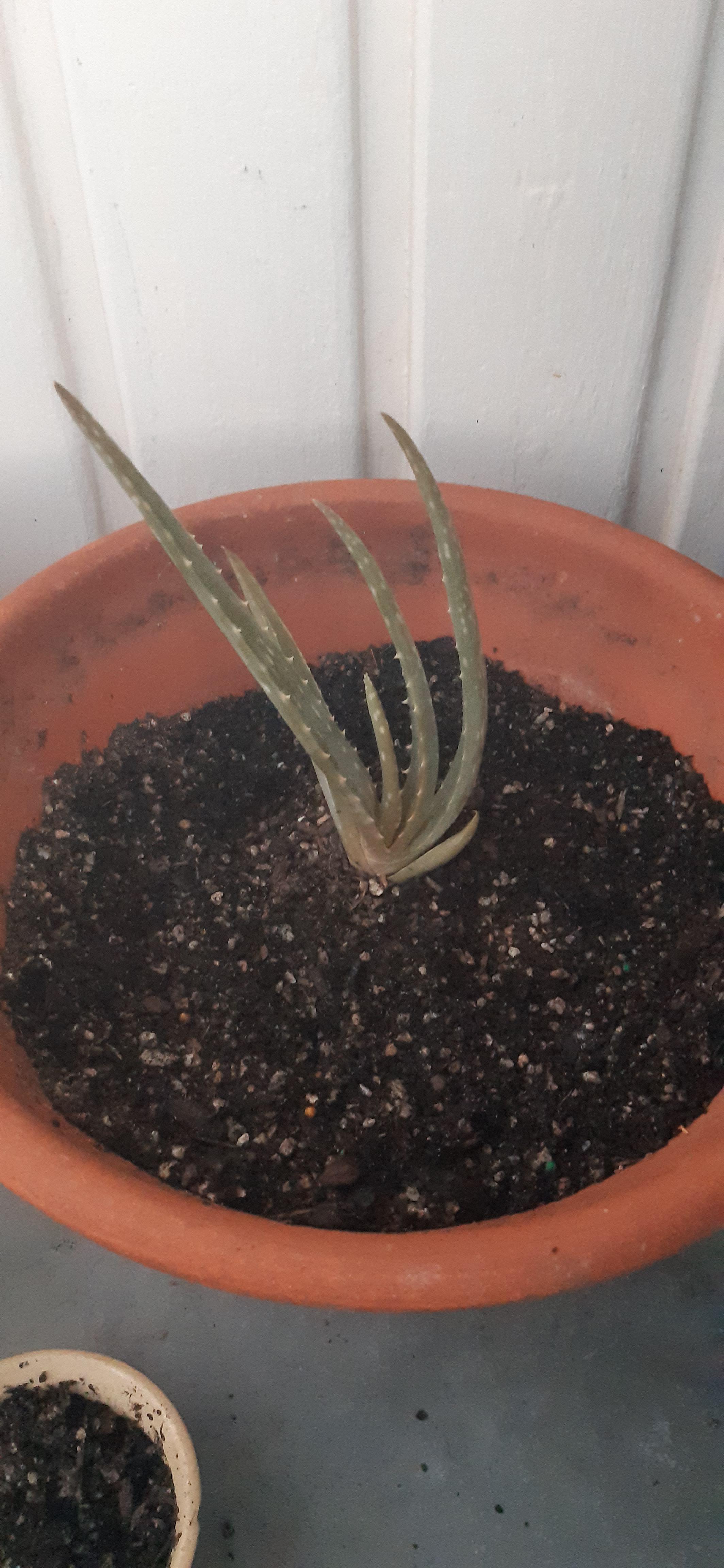 Transplant shock?? I recently repotted aloe pups from the main plant