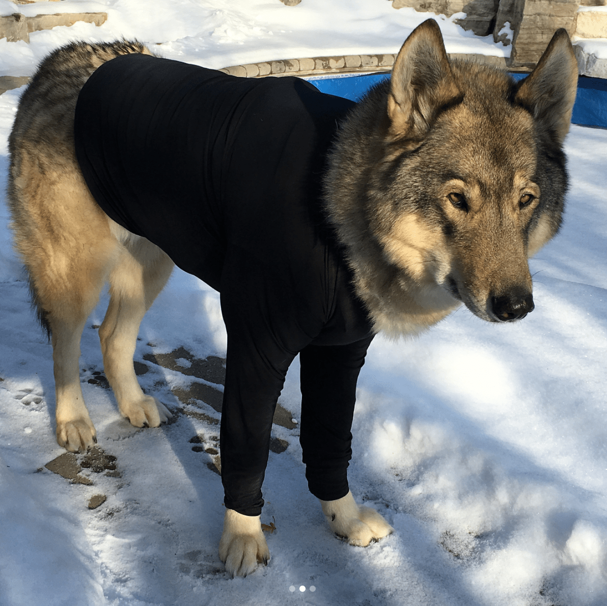 my dad has been dressing my dog in under armour..... r/aww