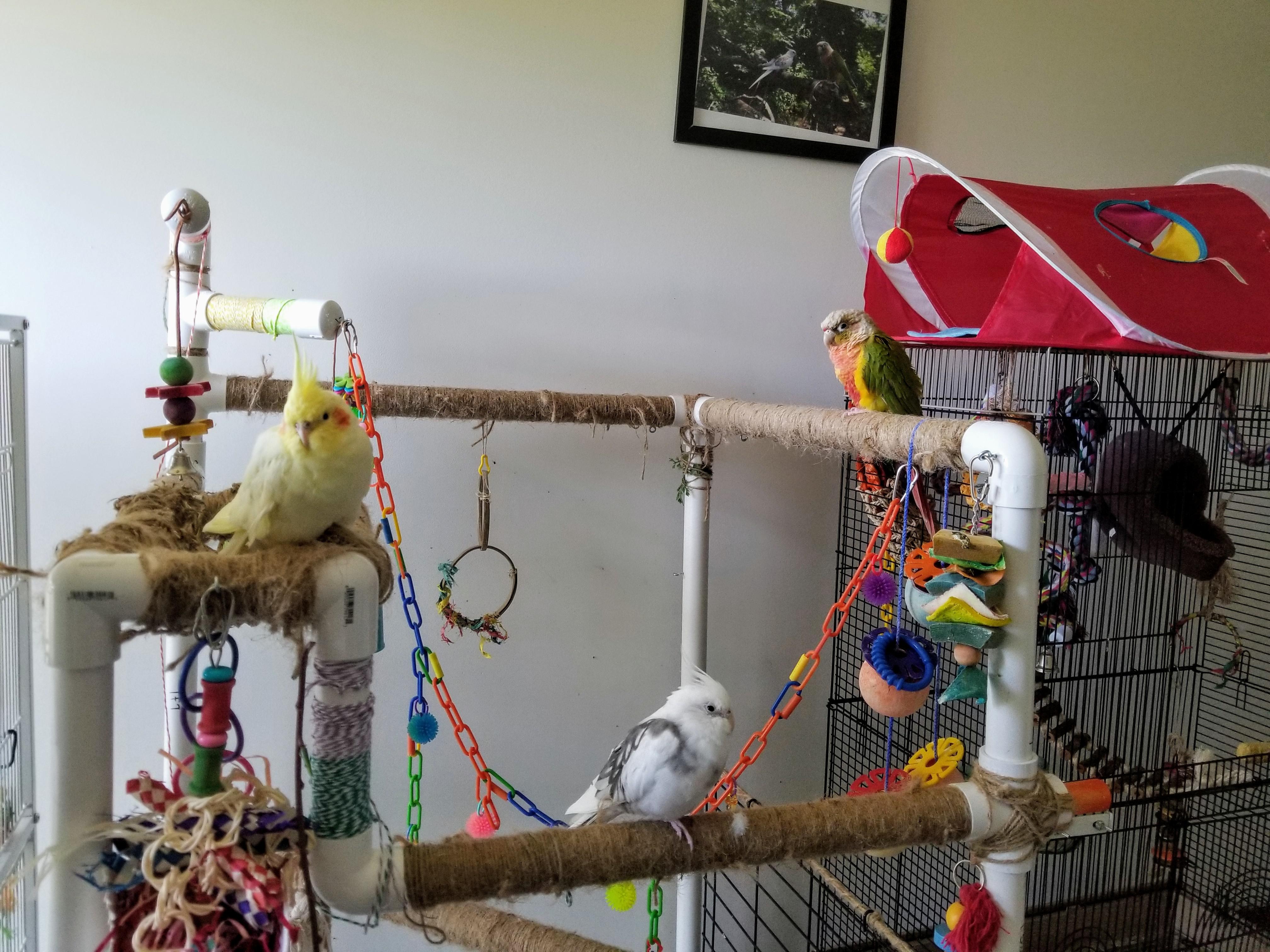 Everyone relaxing on the pvc playground. r/parrots