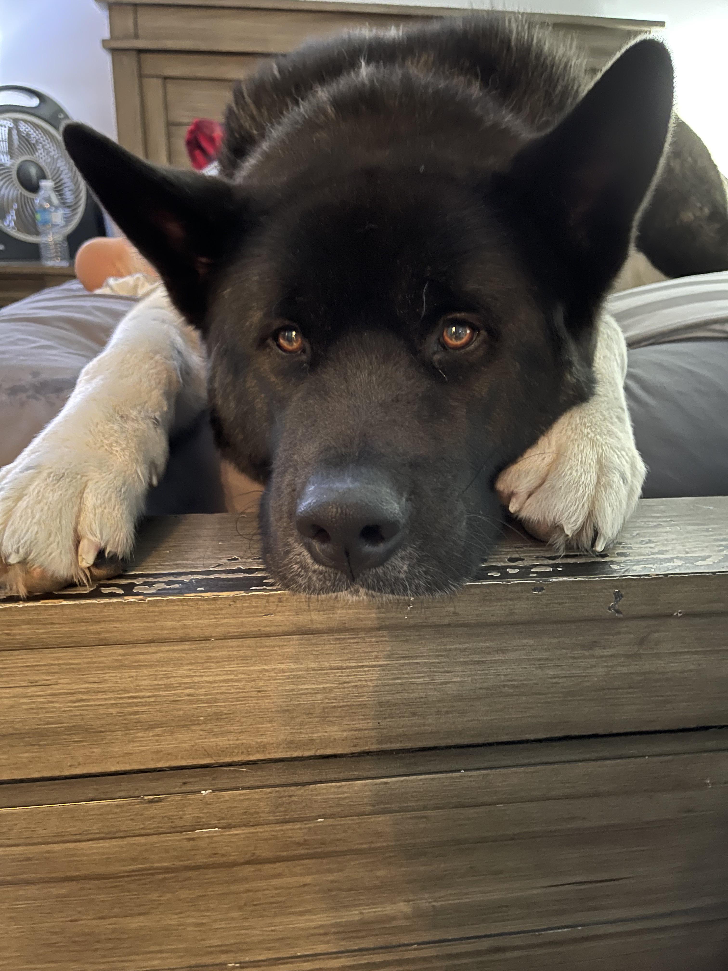 It’s HIS bed 🐾 r/akita