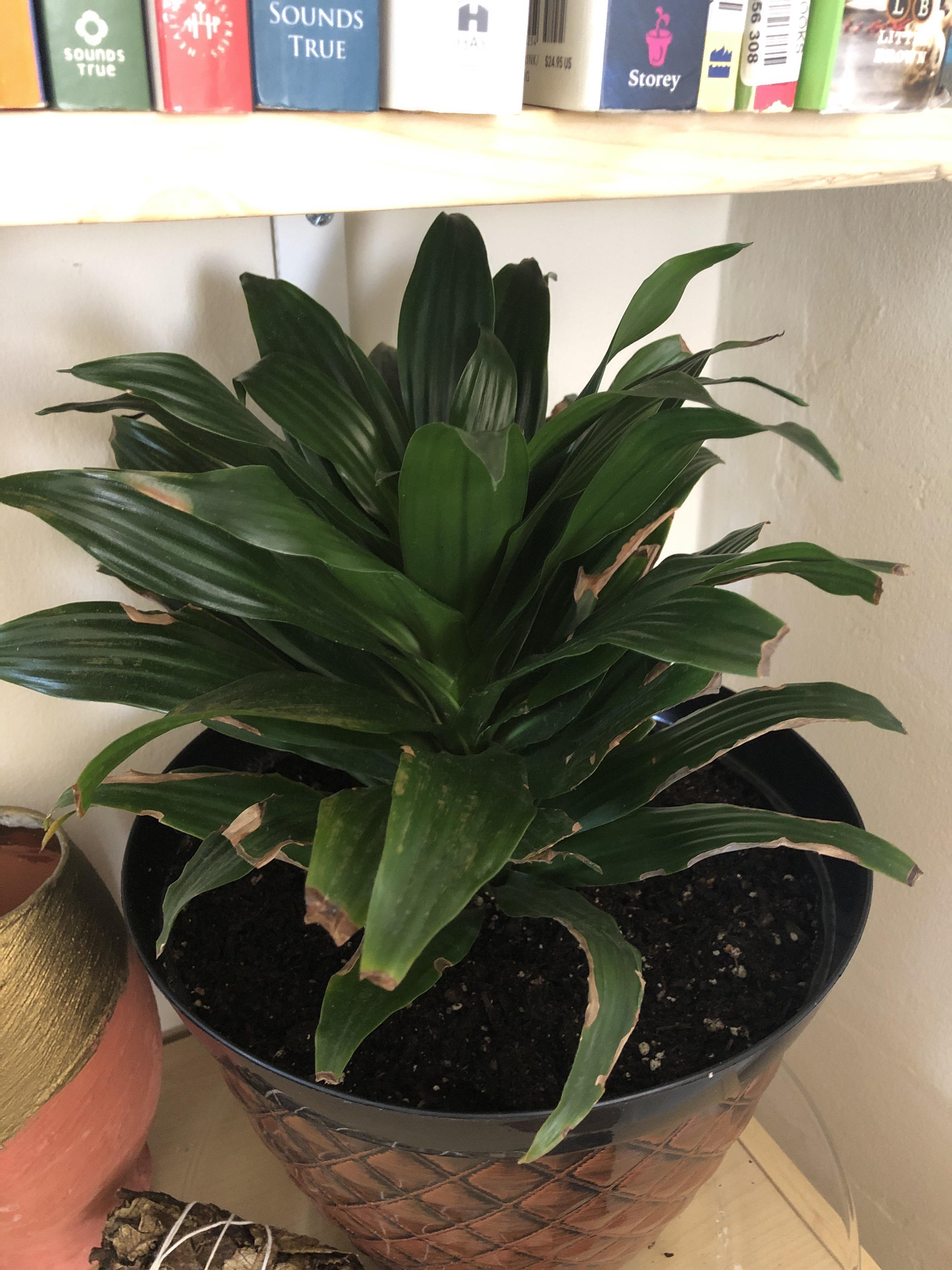 Got this months ago and it’s looking more healthy but not growing. What