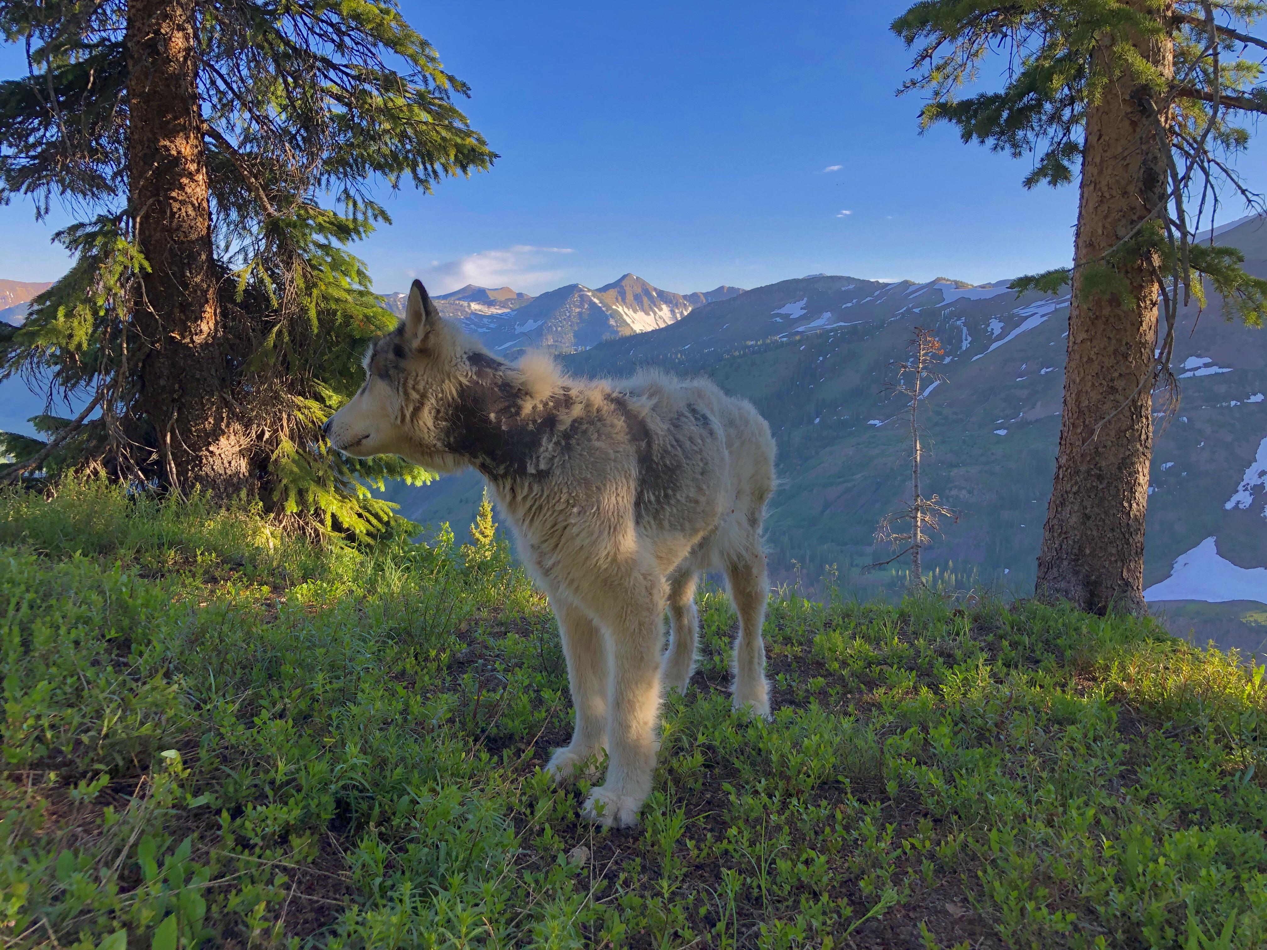 Meet Nanook! Our 9 year old malamute/irish wolfhound