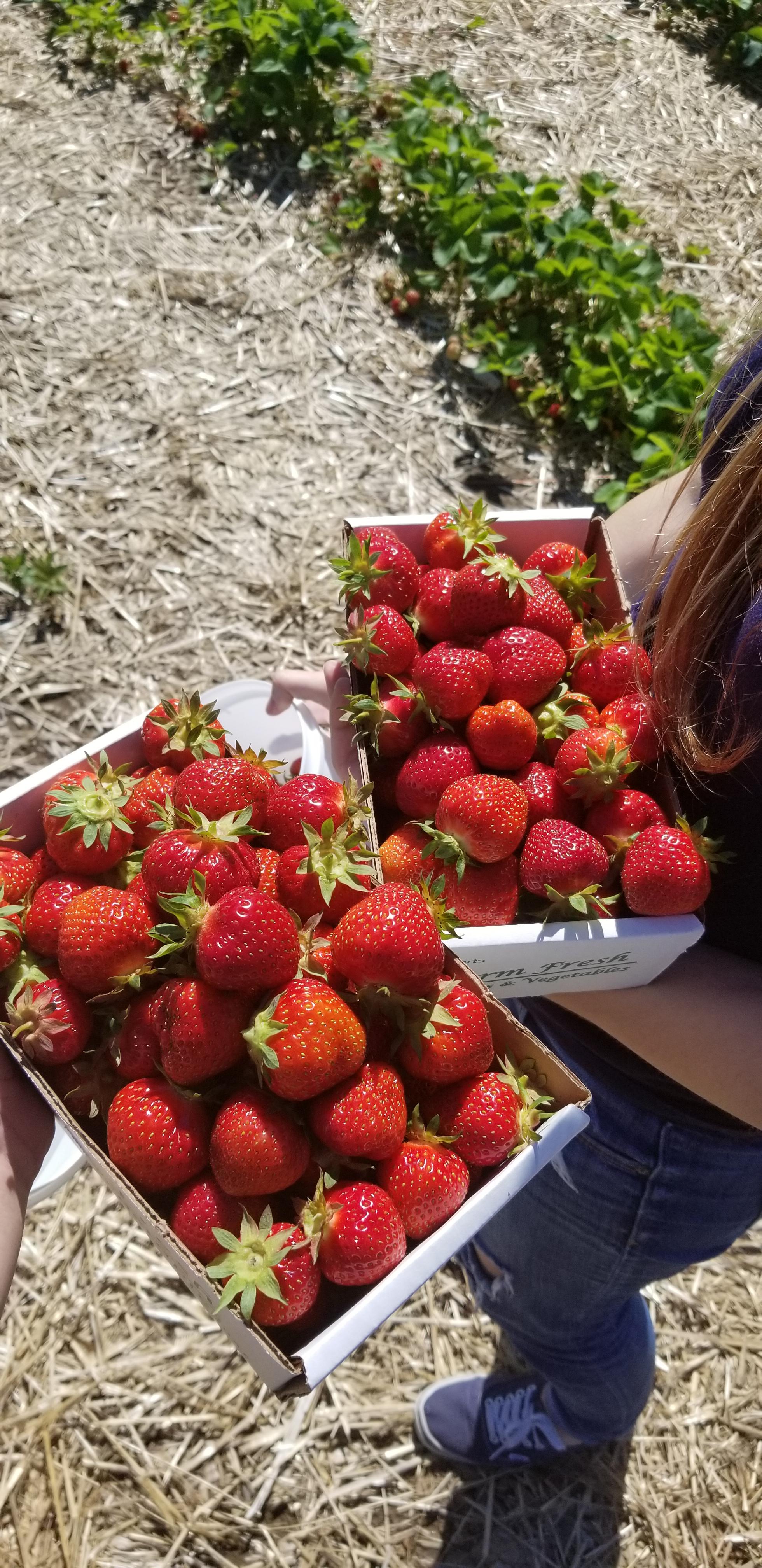 Fresh picked strawberries r/pics