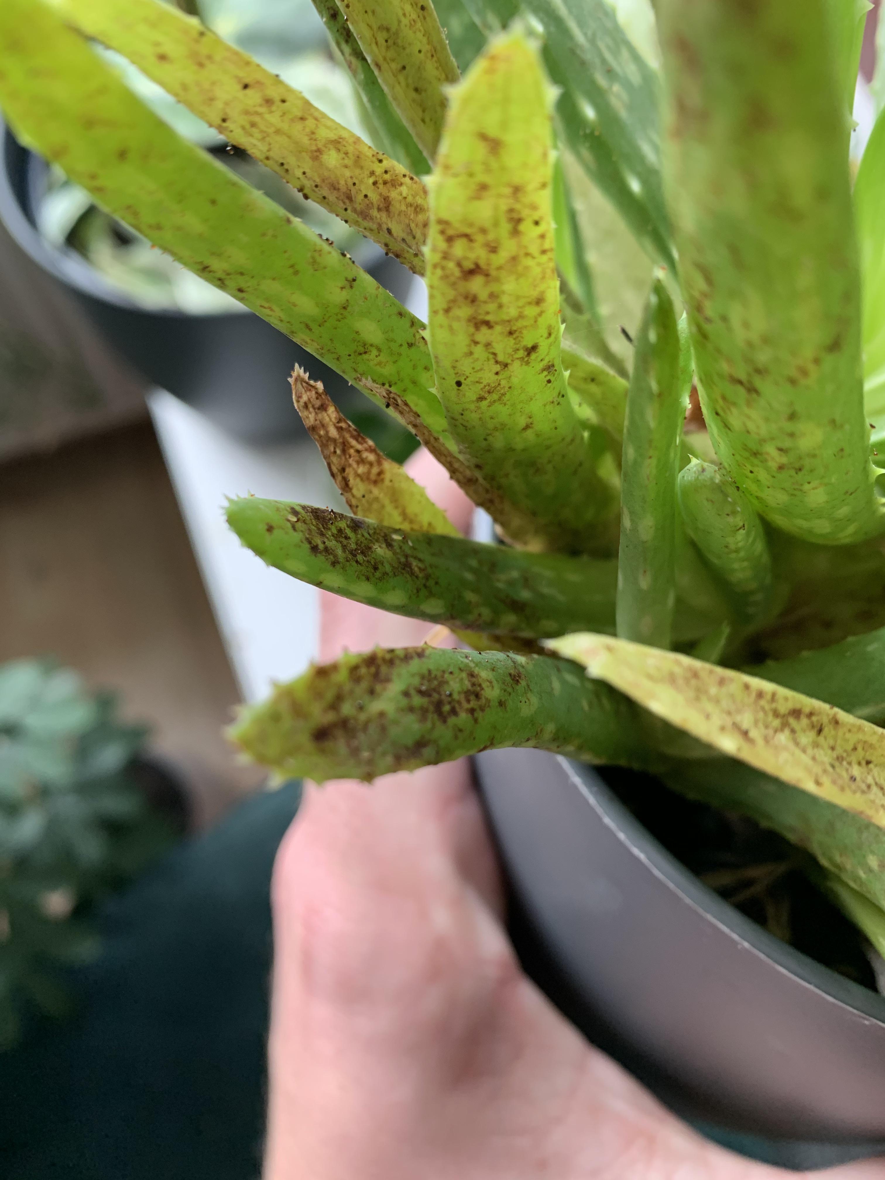 What is killing my Aloe? r/houseplants