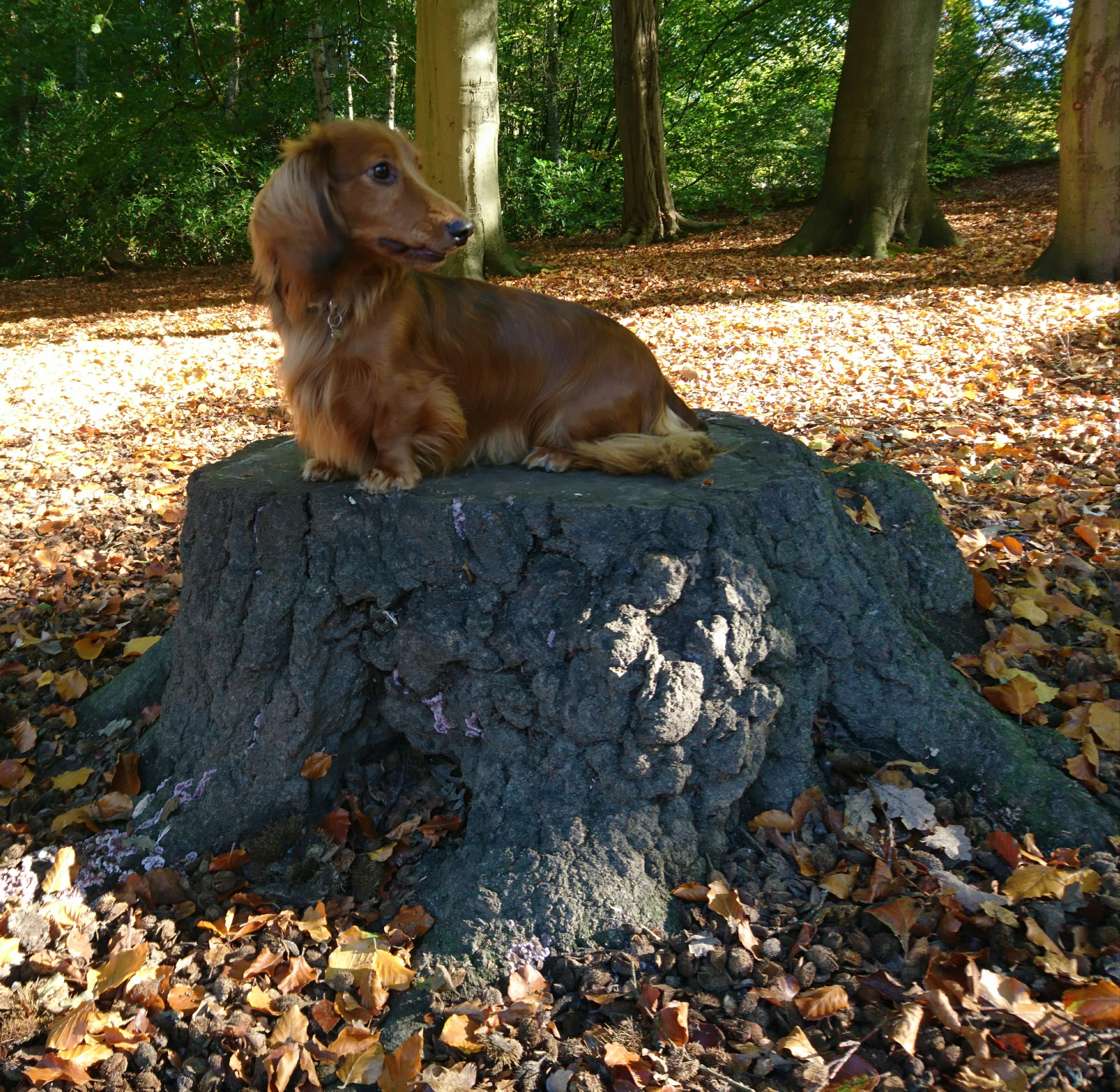 it's my dog on a stump and he looks pretty cute r/dogpictures