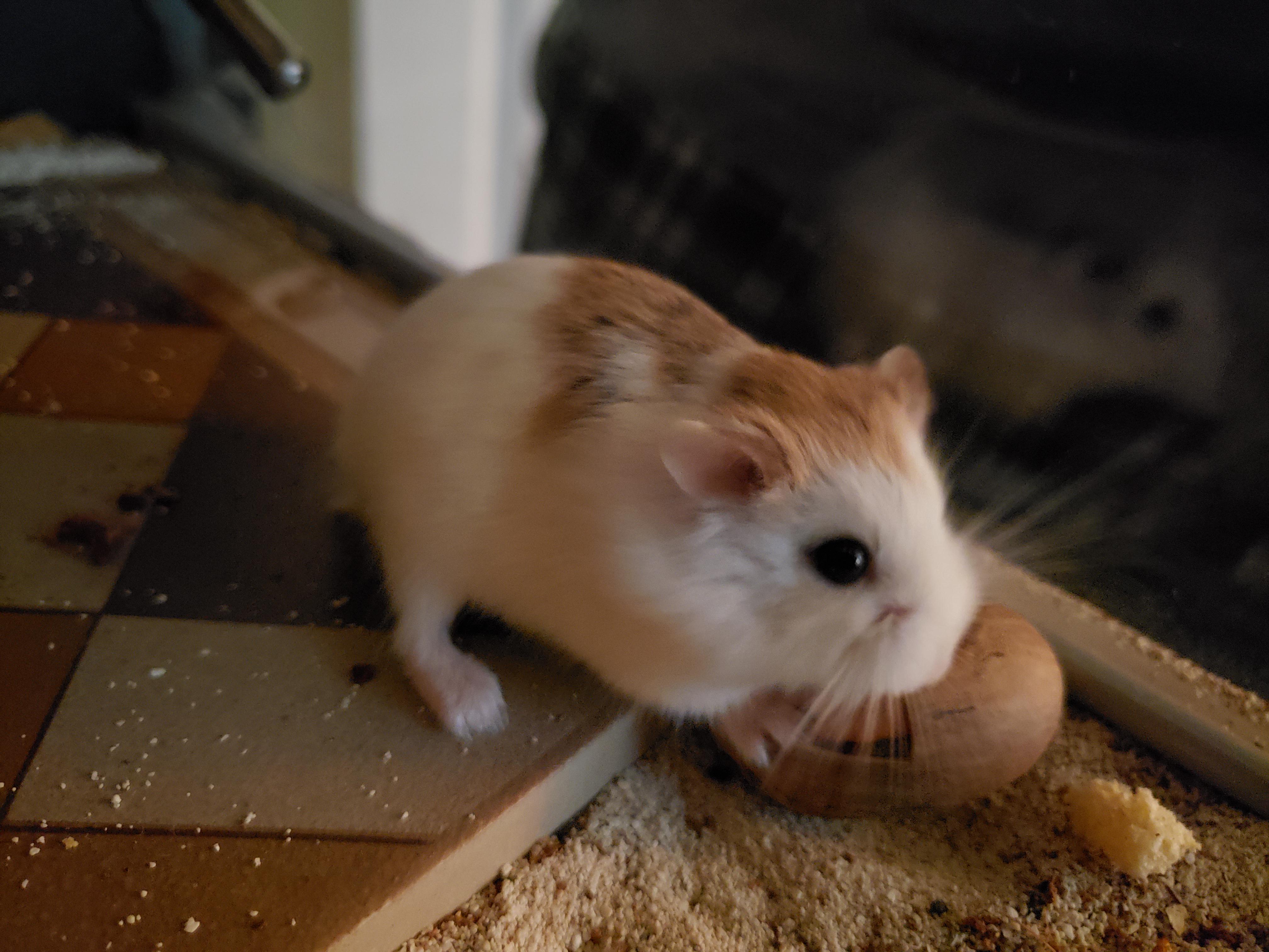 Freshly cracked pecan? Don't mind if I do... r/hamsters