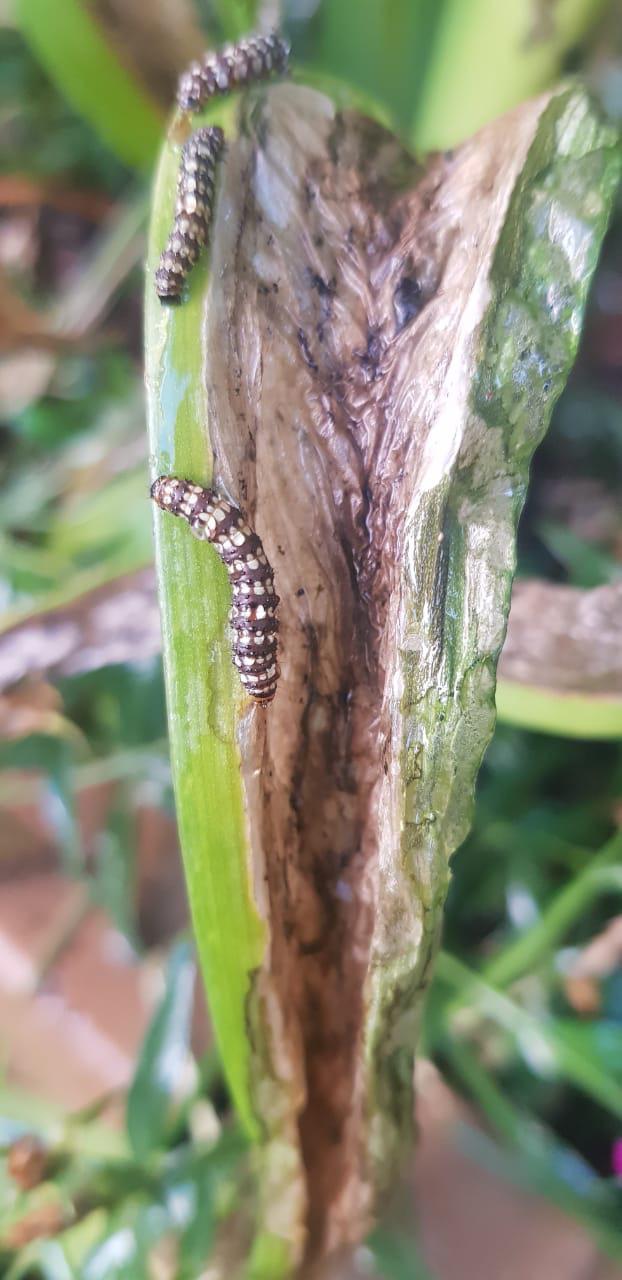 ID request 23cm caterpillar that destroyed a plant overnight
