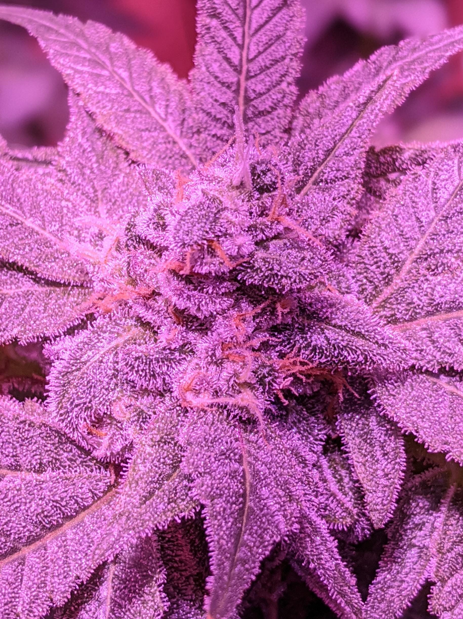 Crystal Cookies Update r/GrowingMarijuana