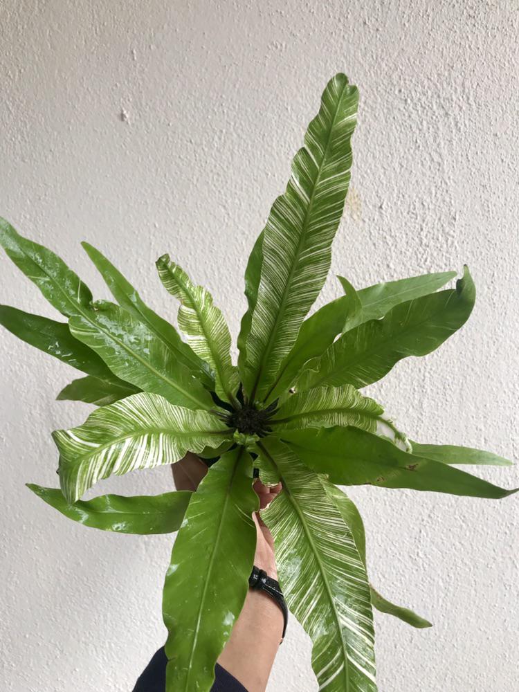 Variegated Bird’s Nest Fern for 5 💓 r/houseplants