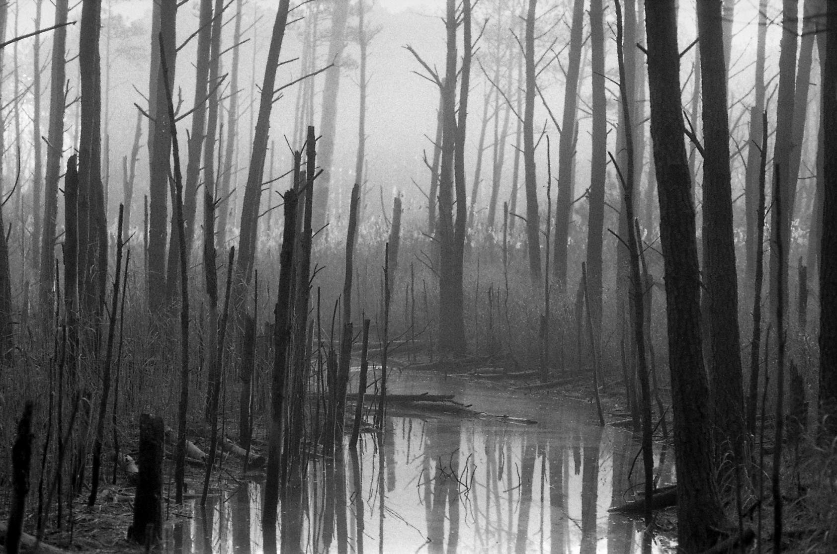 Creek along Fresh Pond Trail, Bethany Beach, DE. Delaware is such a beautiful state if you look