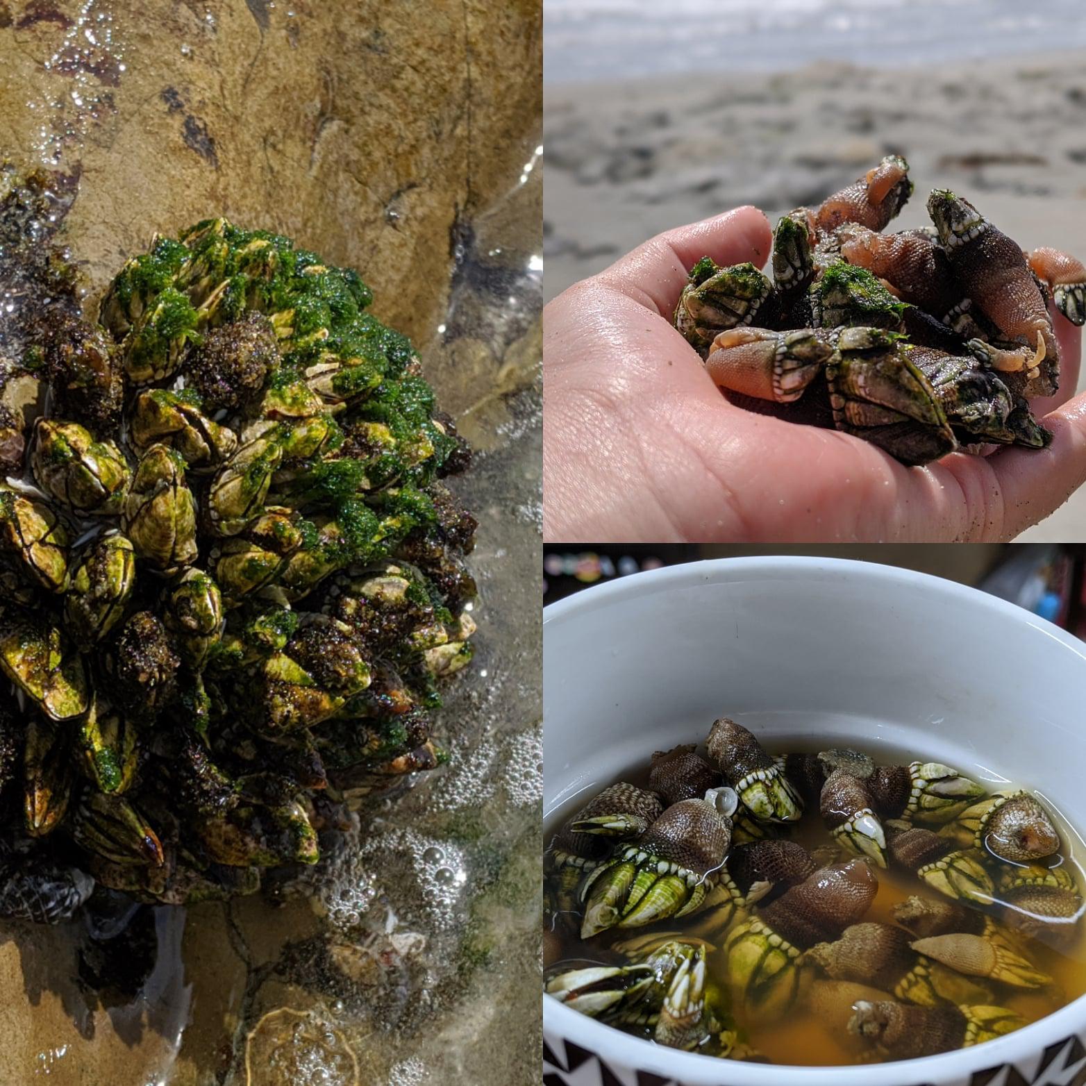 These are Japanese Goose Barnacles. The taste and texture is very