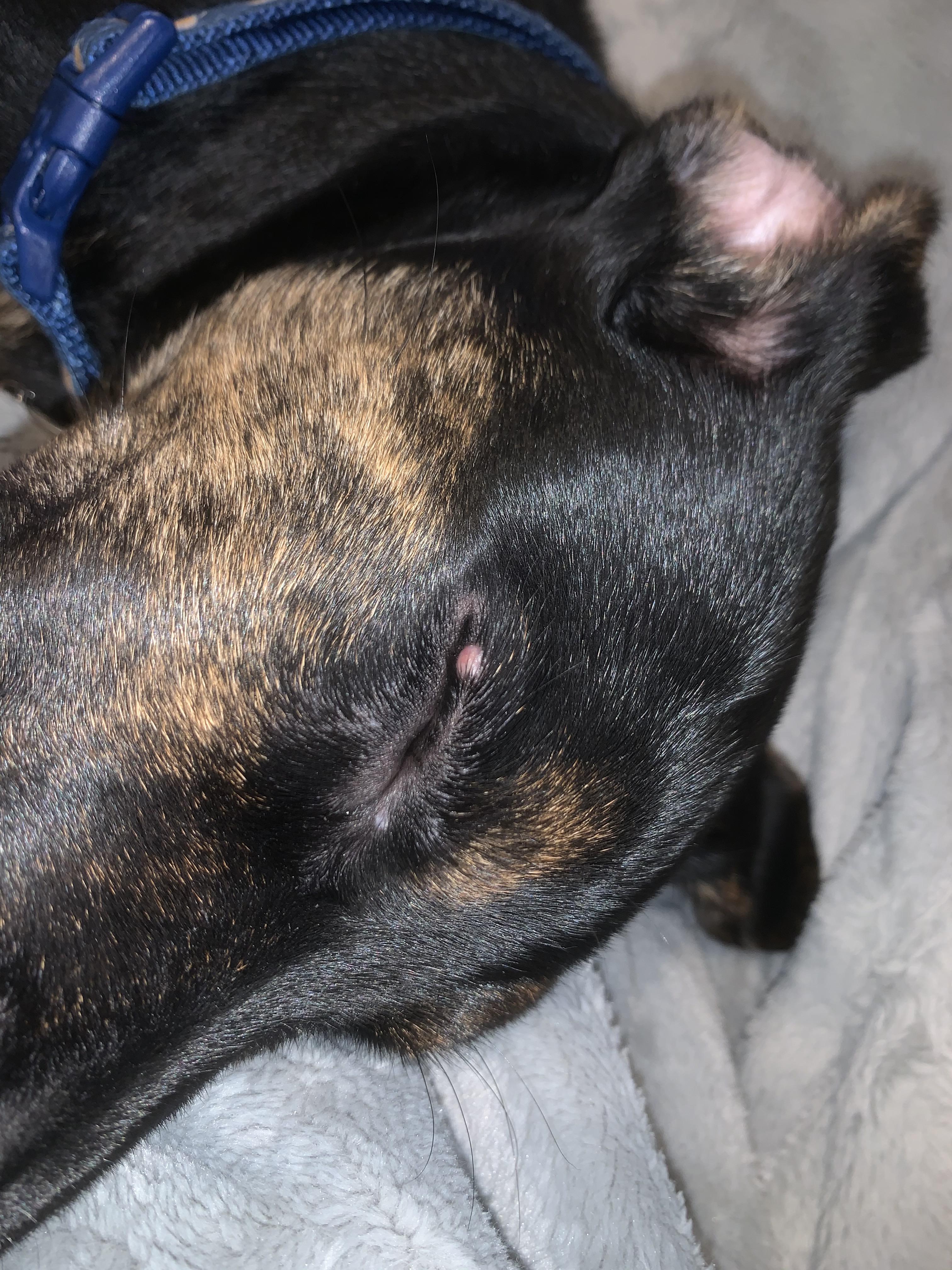 Cyst? I noticed this pink bump on my puppy’s eyelid. I’m thinking it’s
