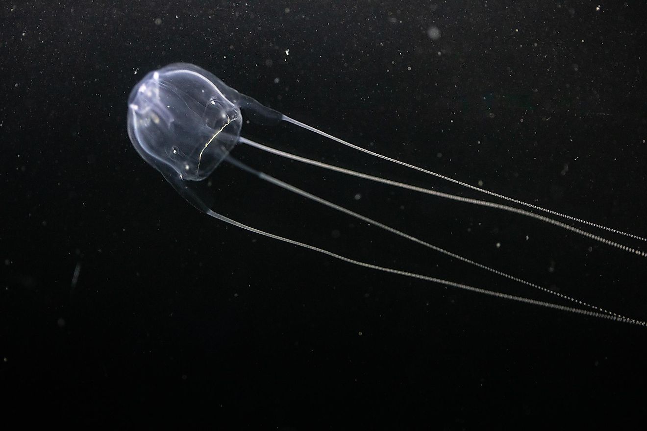 🔥 The Irukandji jellyfish, a very small but very venomous species of