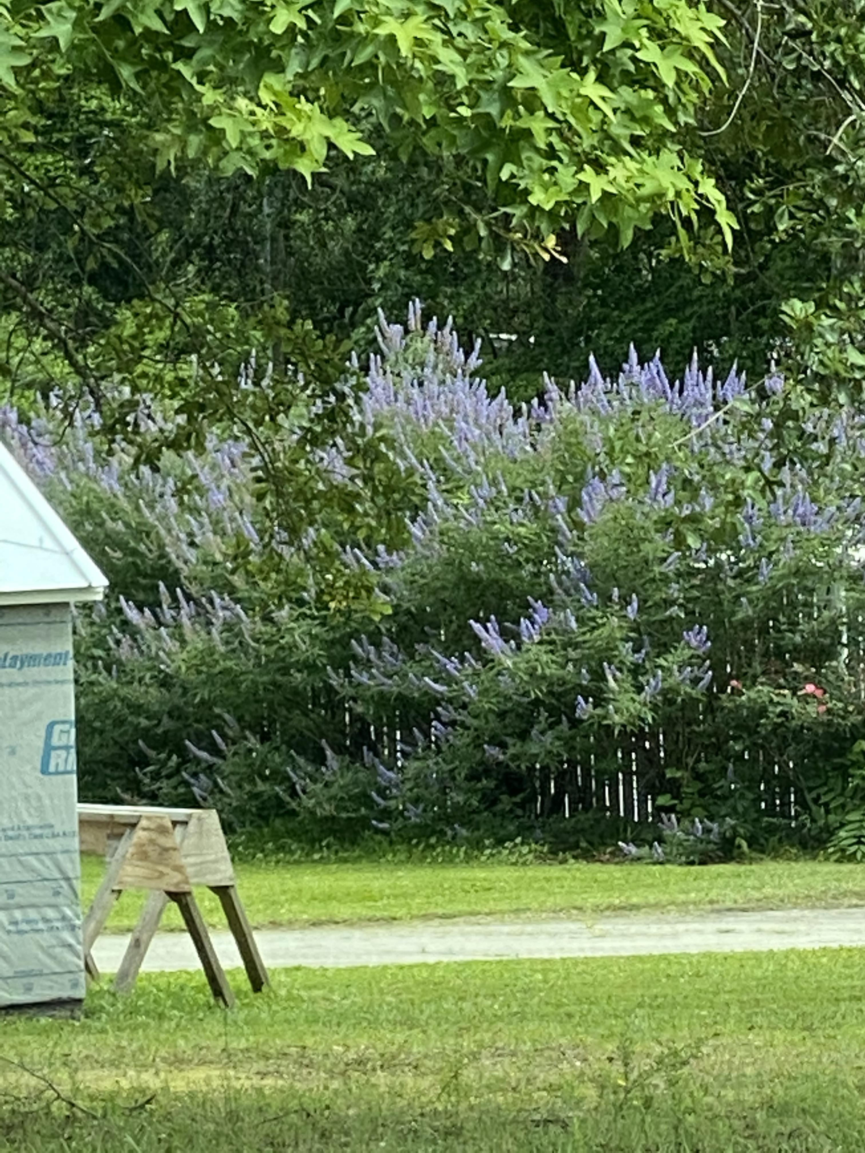 Tall purple flowering bush (?) in Wilmington, NC r/whatsthisplant