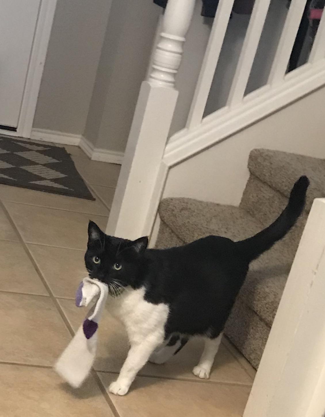 She likes to hunt socks and bring them to me for treats. r/cat