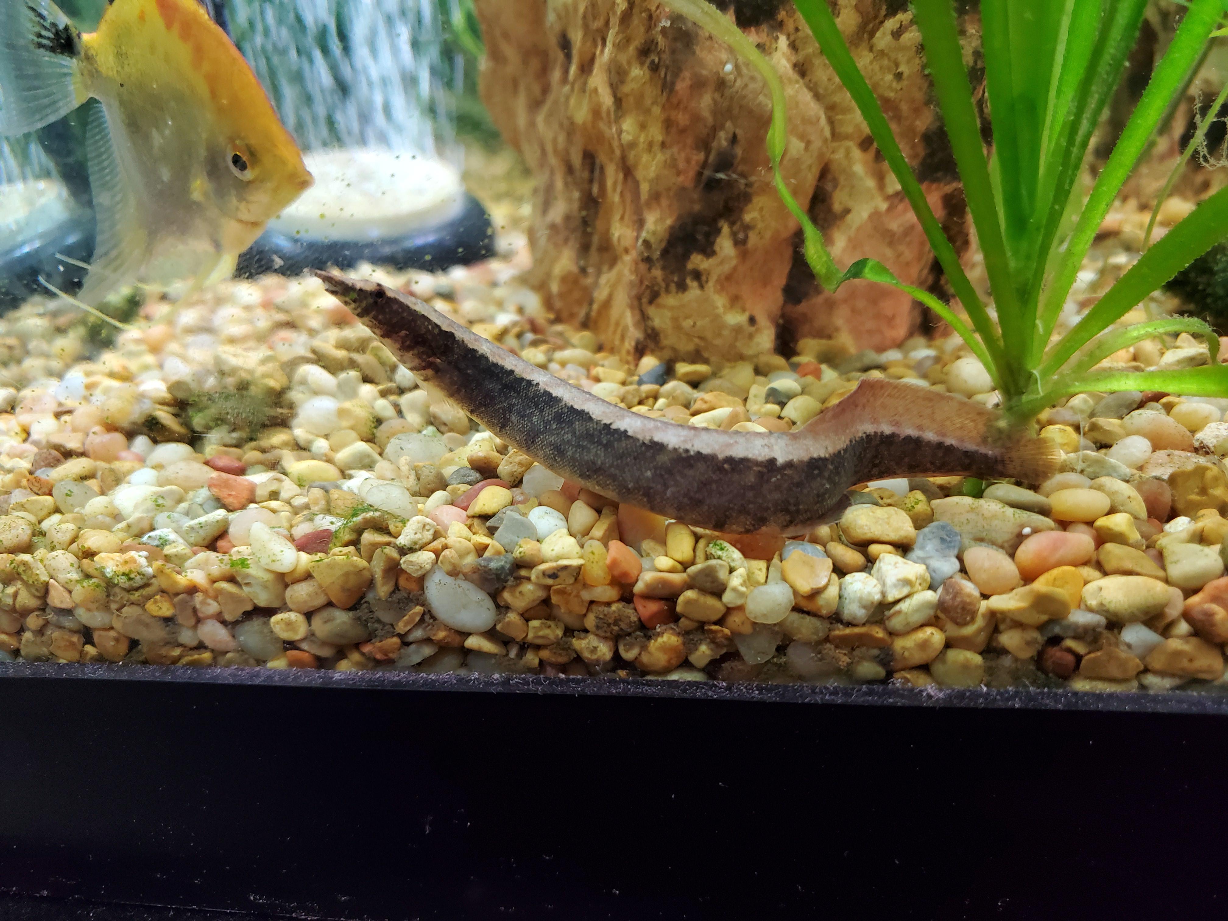 Finally a name for my eel! r/Aquariums