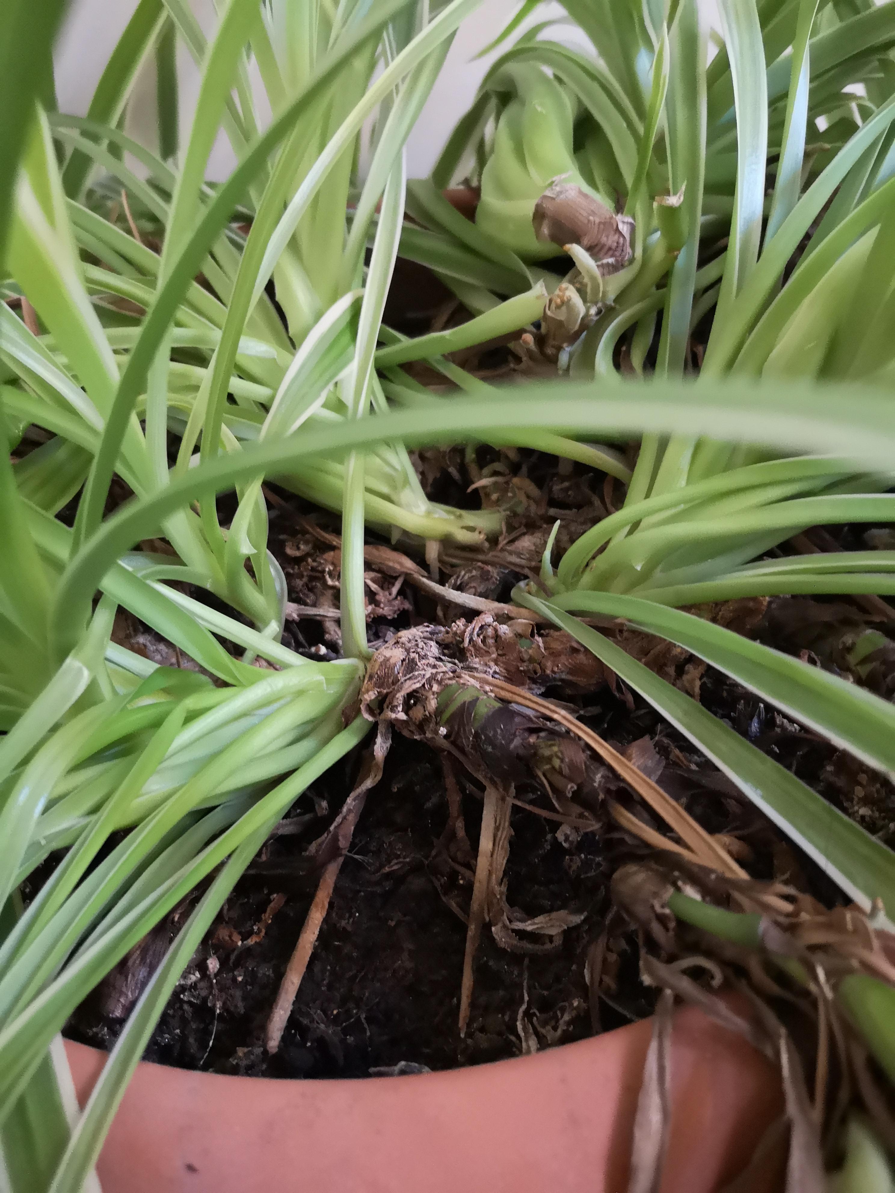 Does my mother's spider plant have root rot? How can I help it