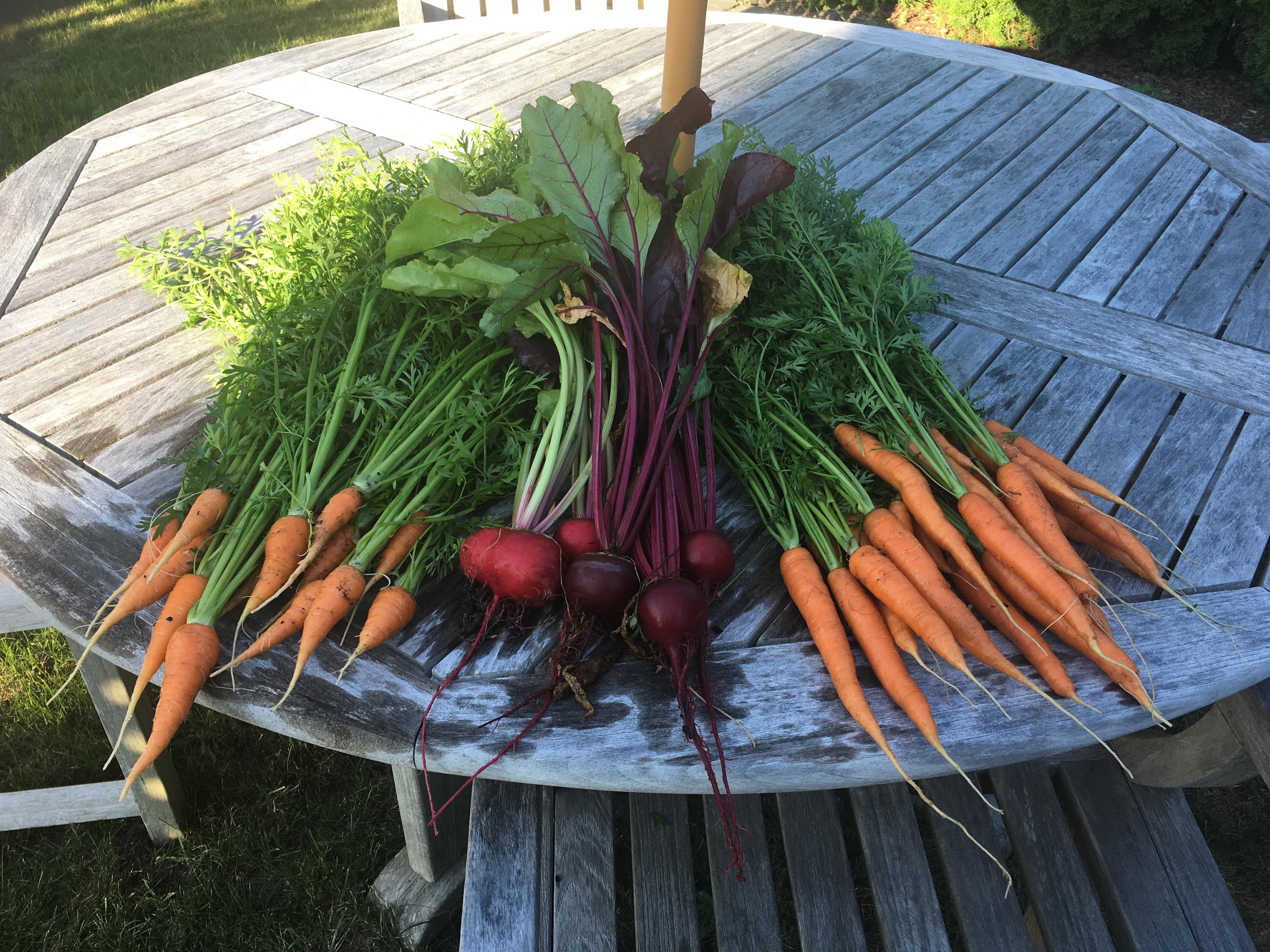 Carrots and beets! r/gardening