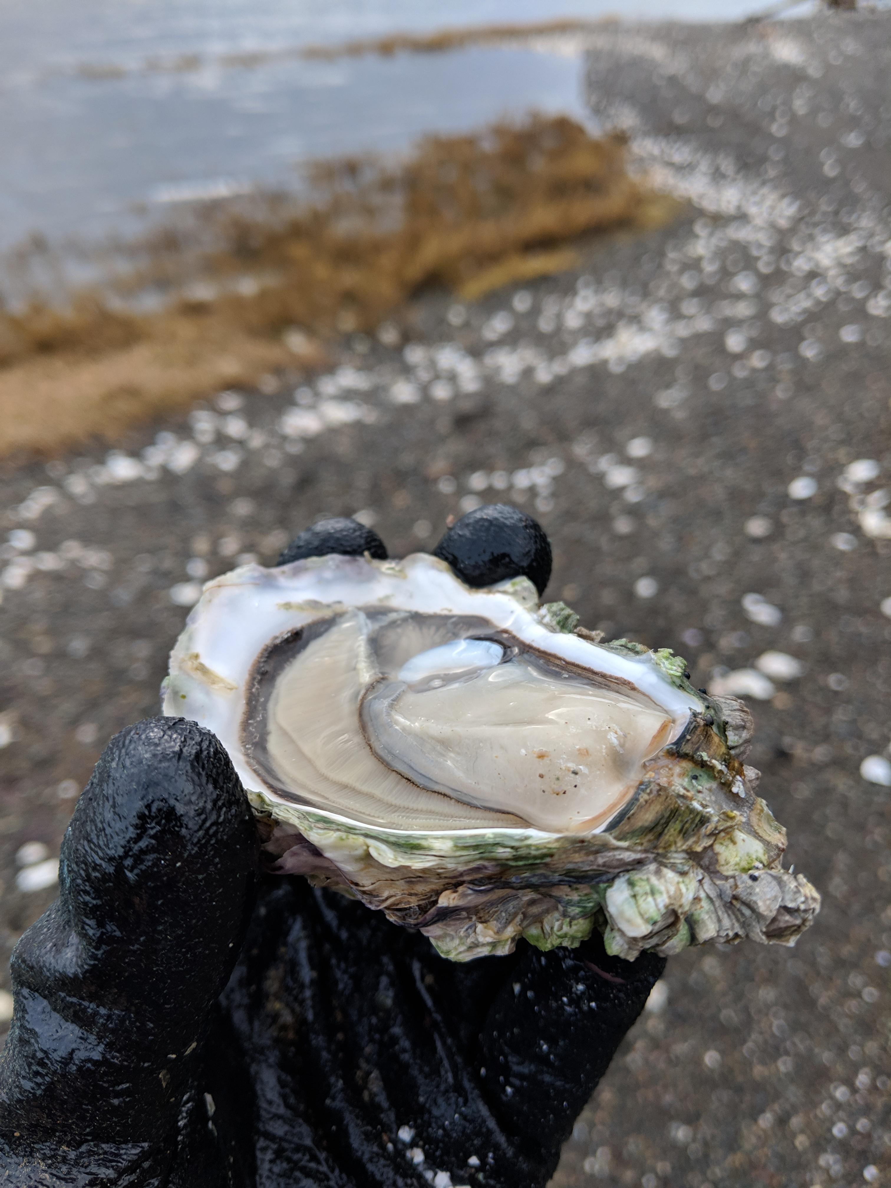 Fresh oyster finds on the Hood Canal this January. Tasty as hell. r