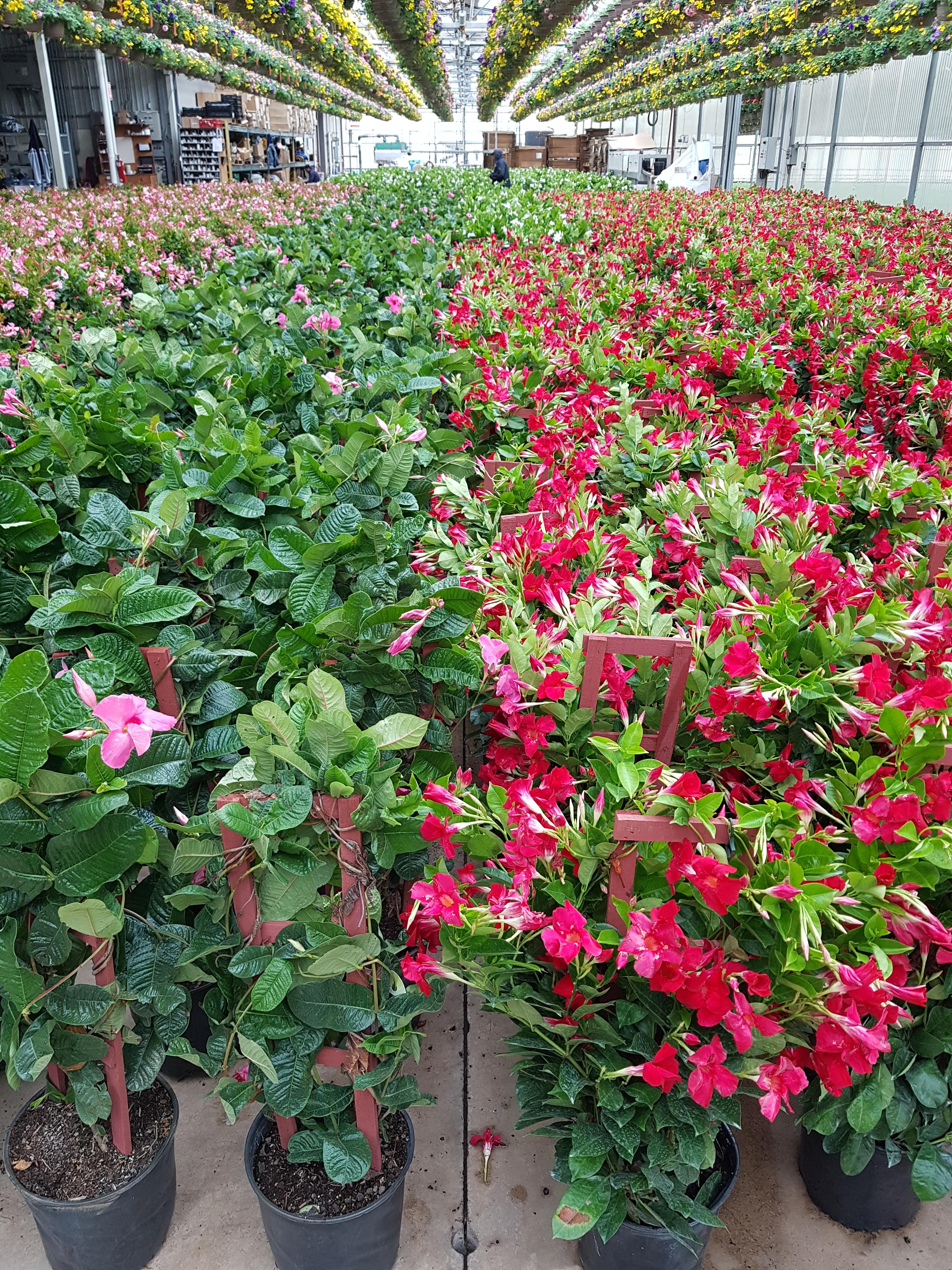 Spring is sprung! Our first shipment of mandevilla from Florida. My