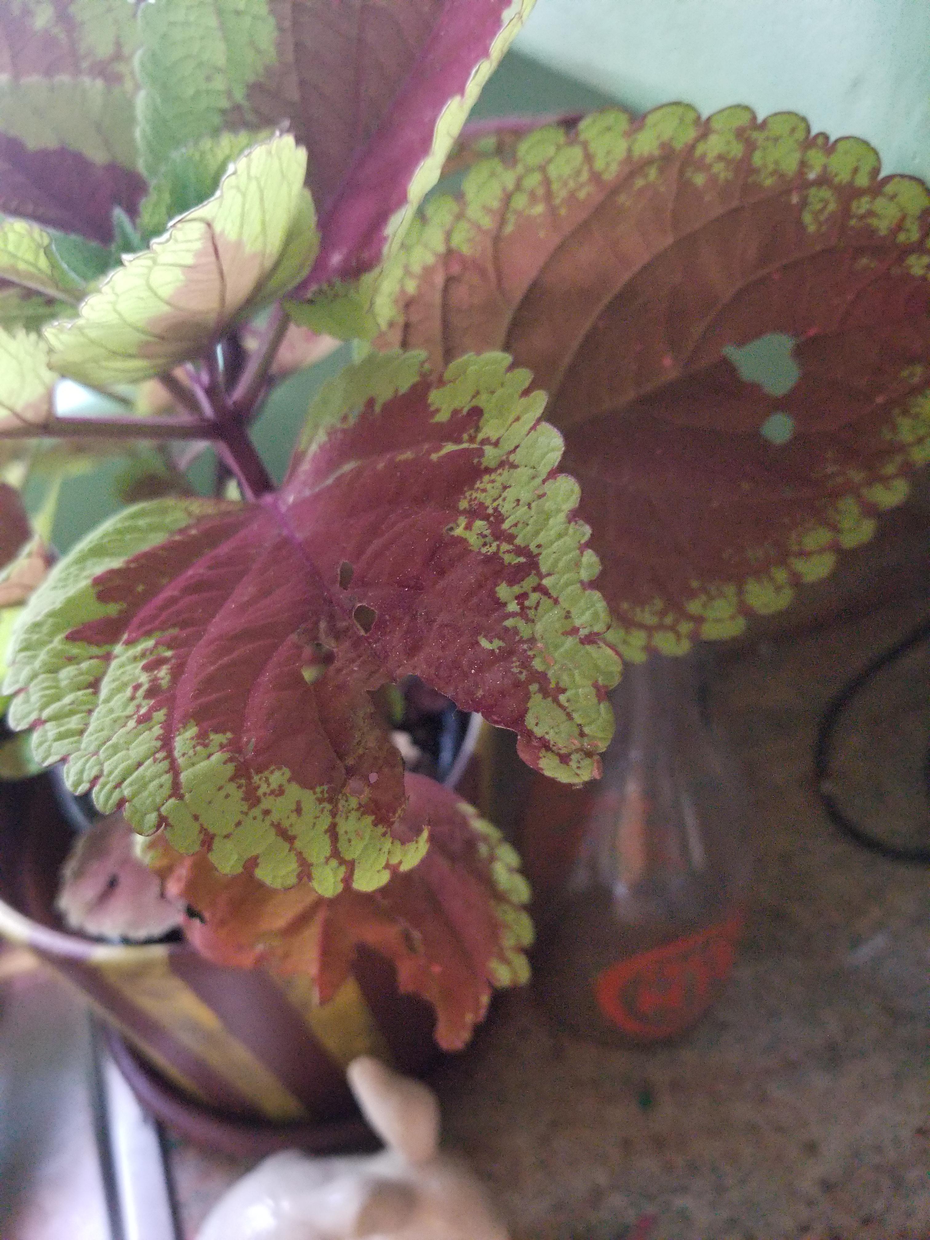 Help! What is eating my plant and how do i stop it? r/houseplants