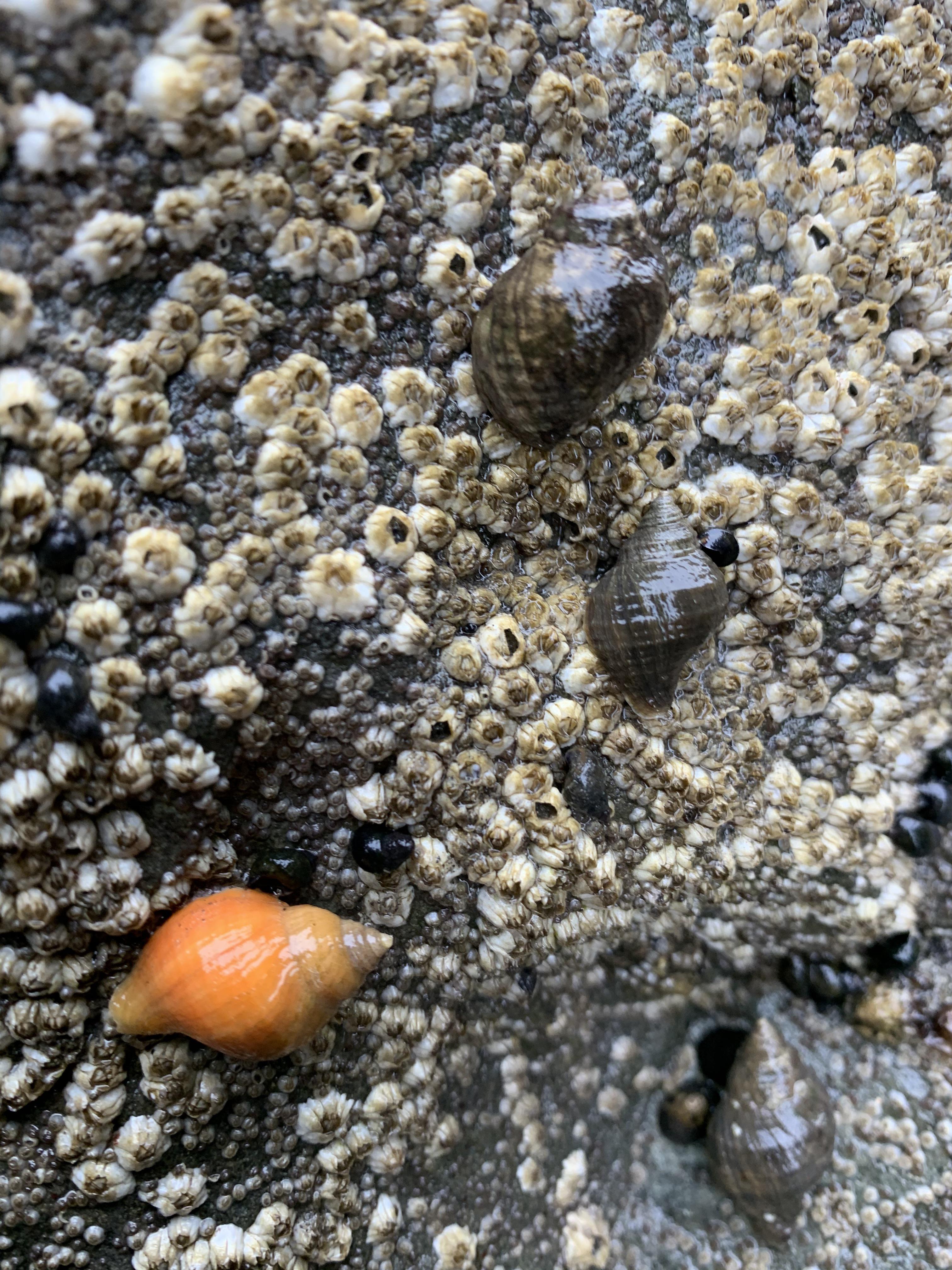 Garden Snails Burrow? snail