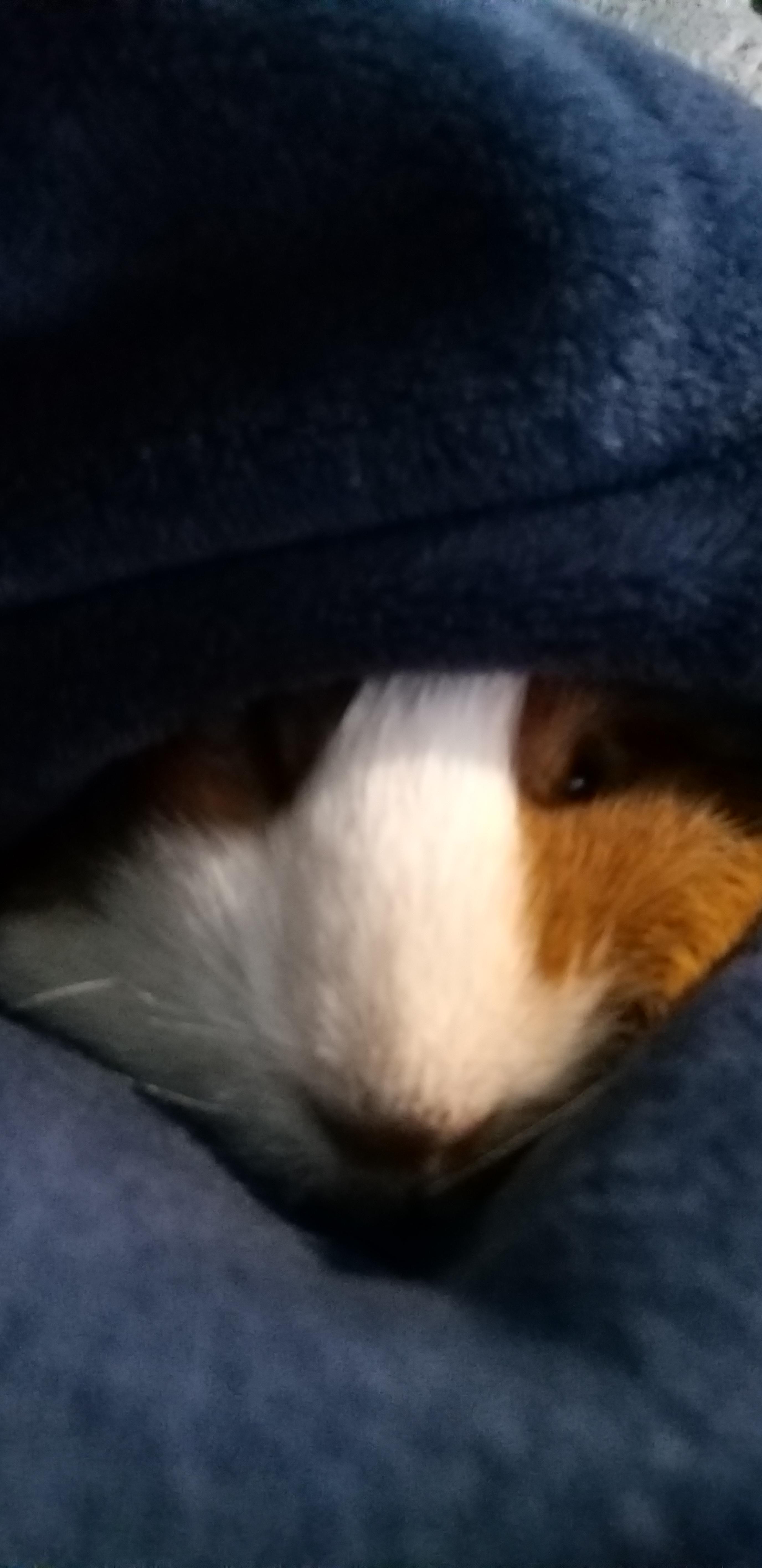 Burrito Guinea Pig r/Blessed_Images