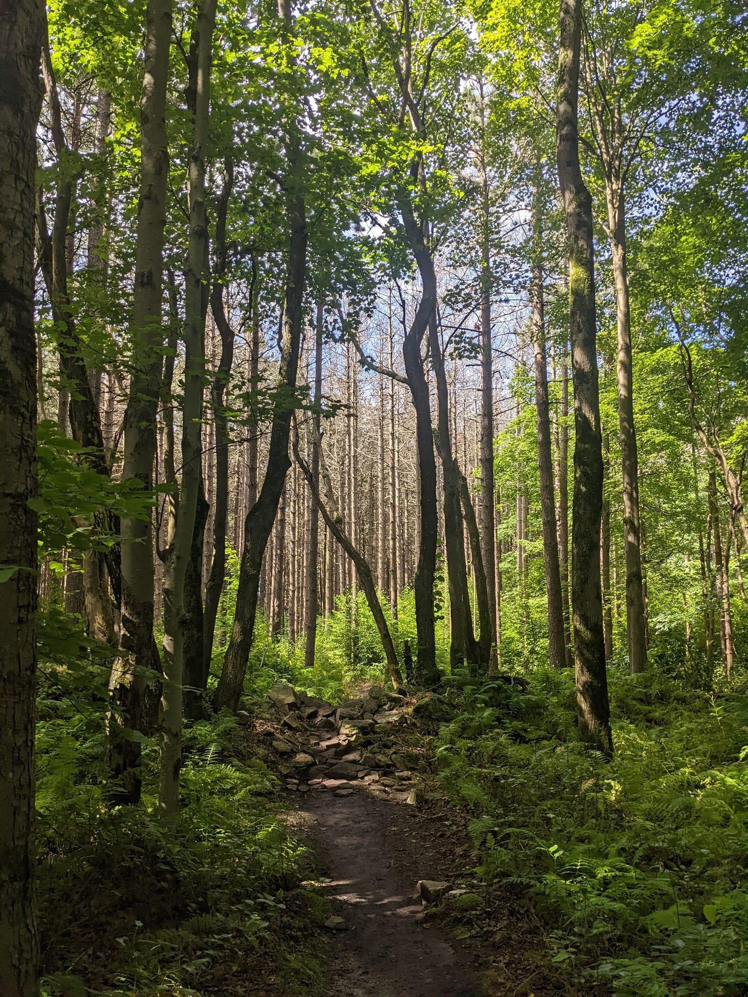 Big Bear Campground in Bruceton Mills, WV r/hiking