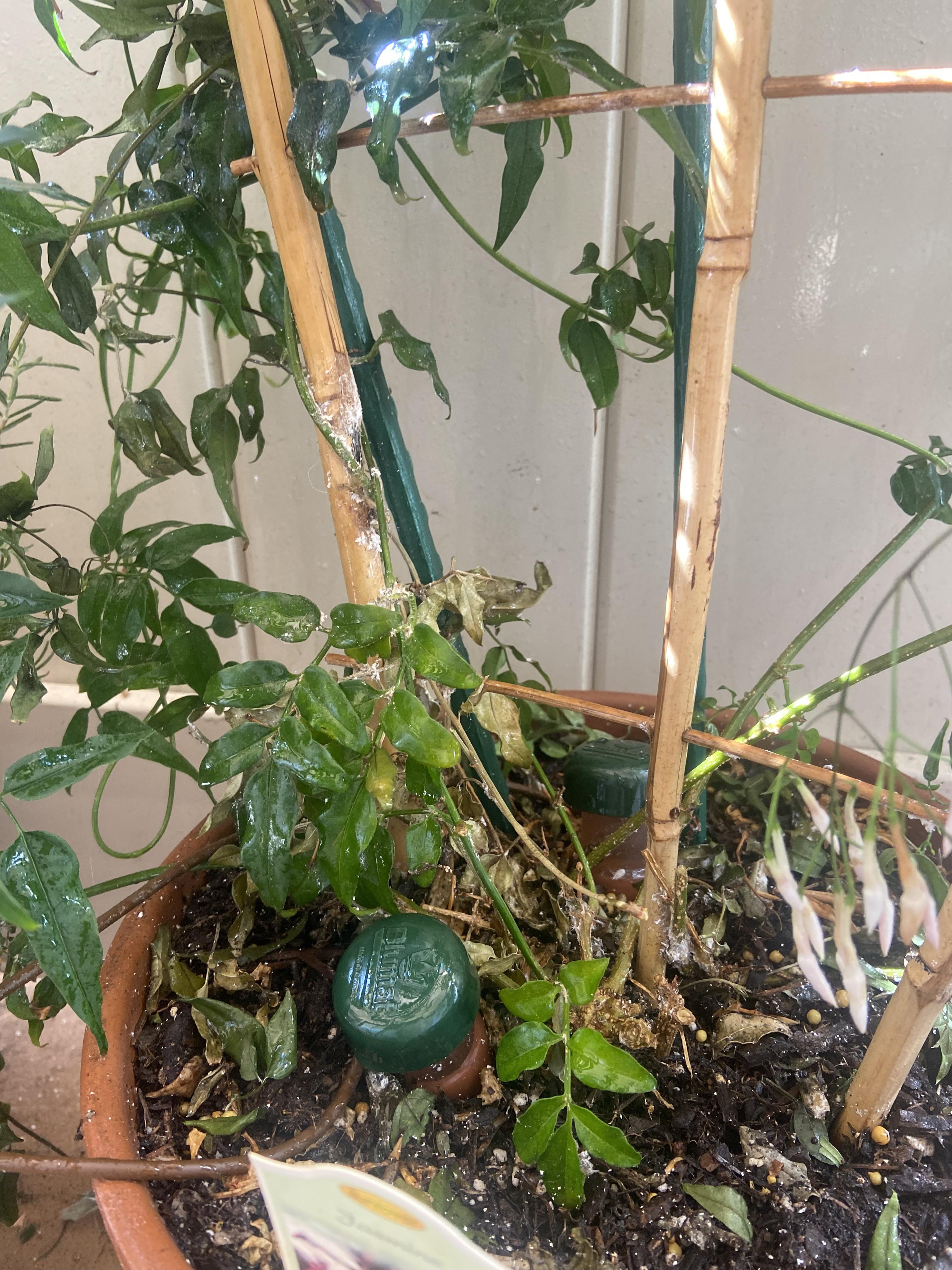 Help with jasmine plant dried out areas and white powdery sticky